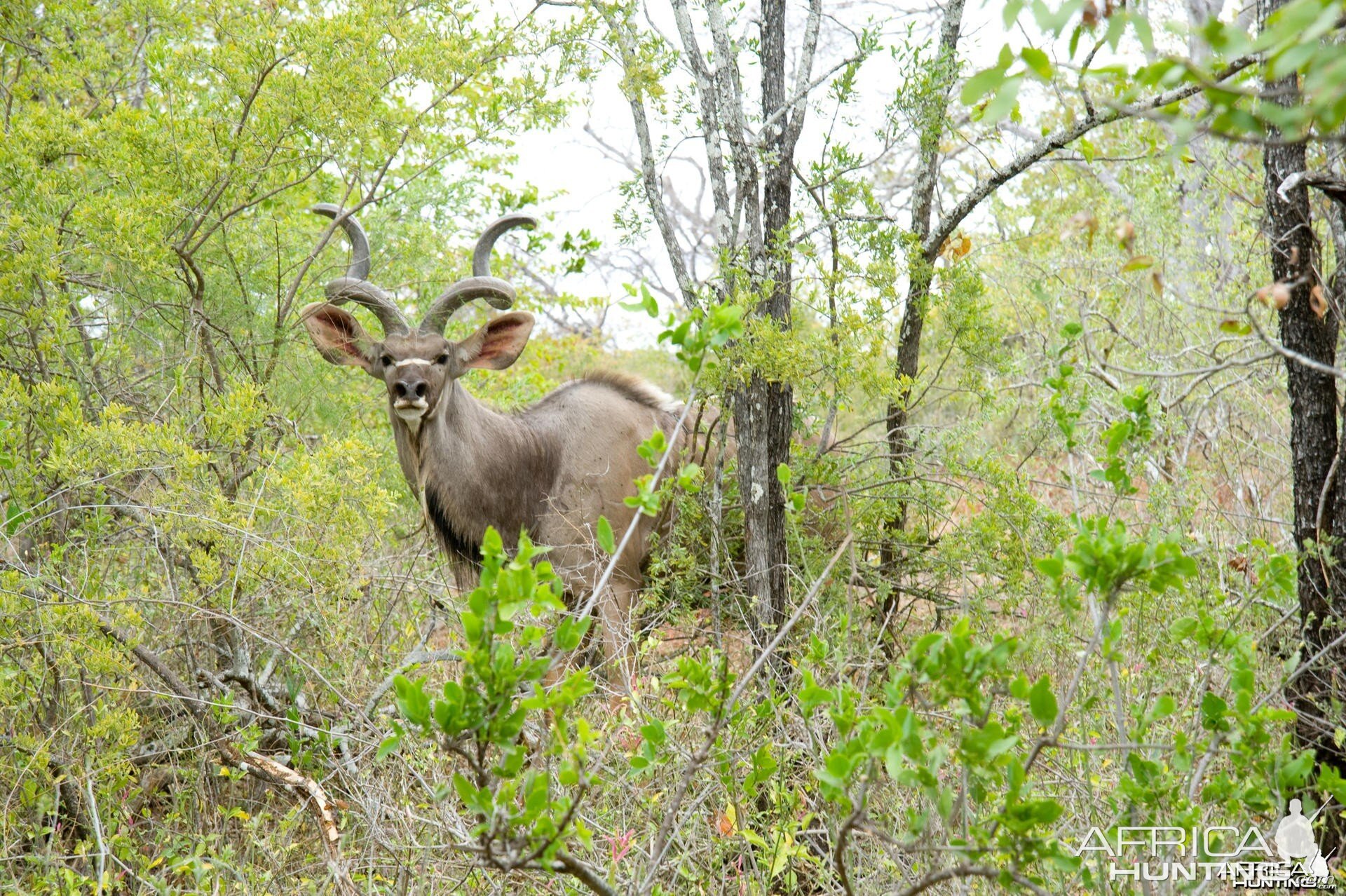 Kudu in Zimbabwe