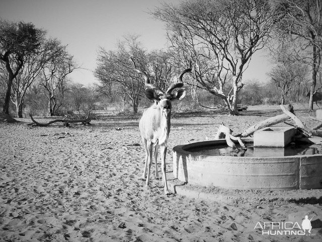 Kudu Limpopo South Africa