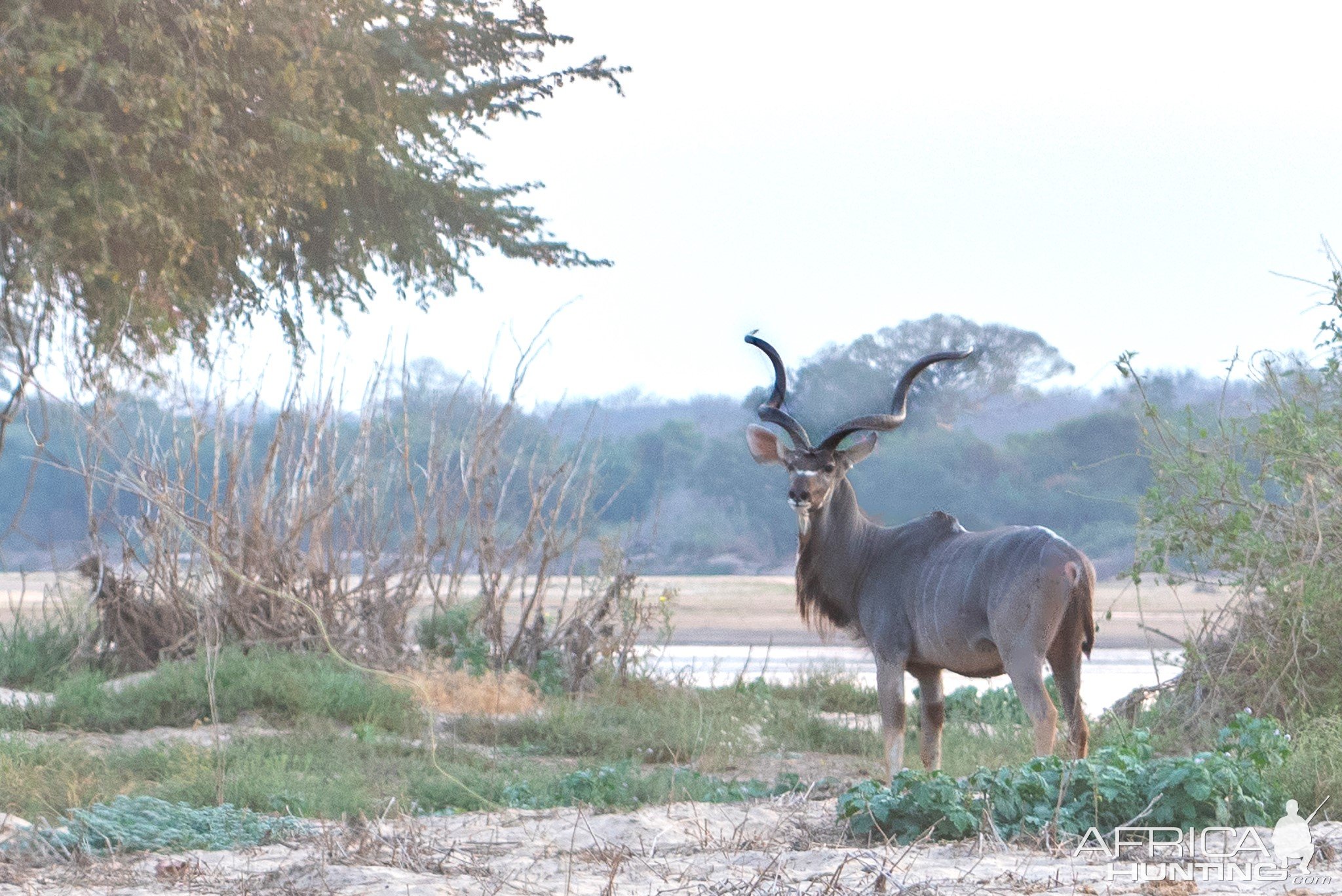 Kudu Mozambique