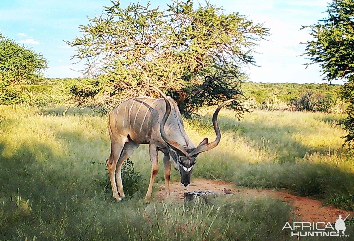 Kudu Namibia