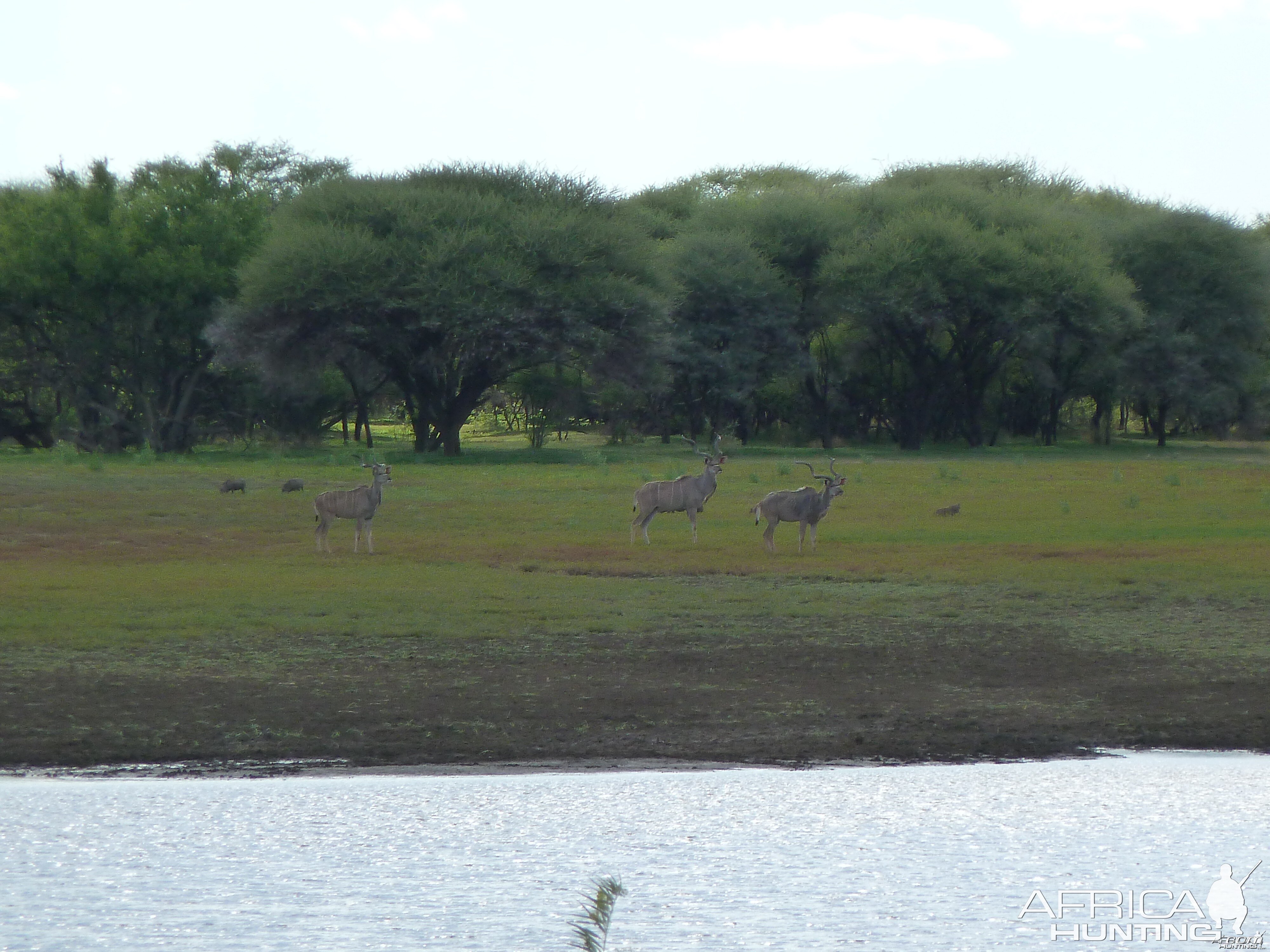 Kudu Namibia