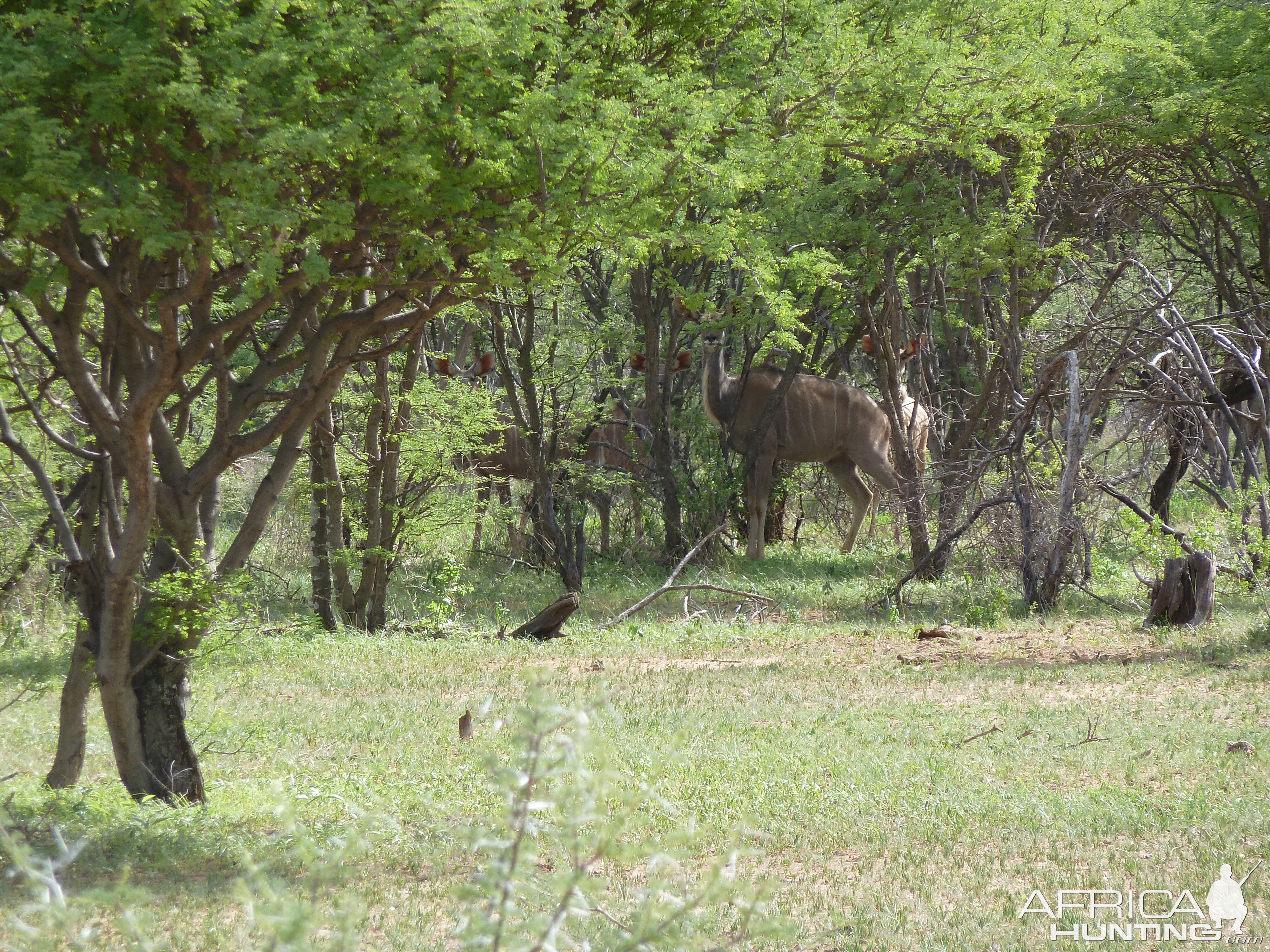 Kudu Namibia