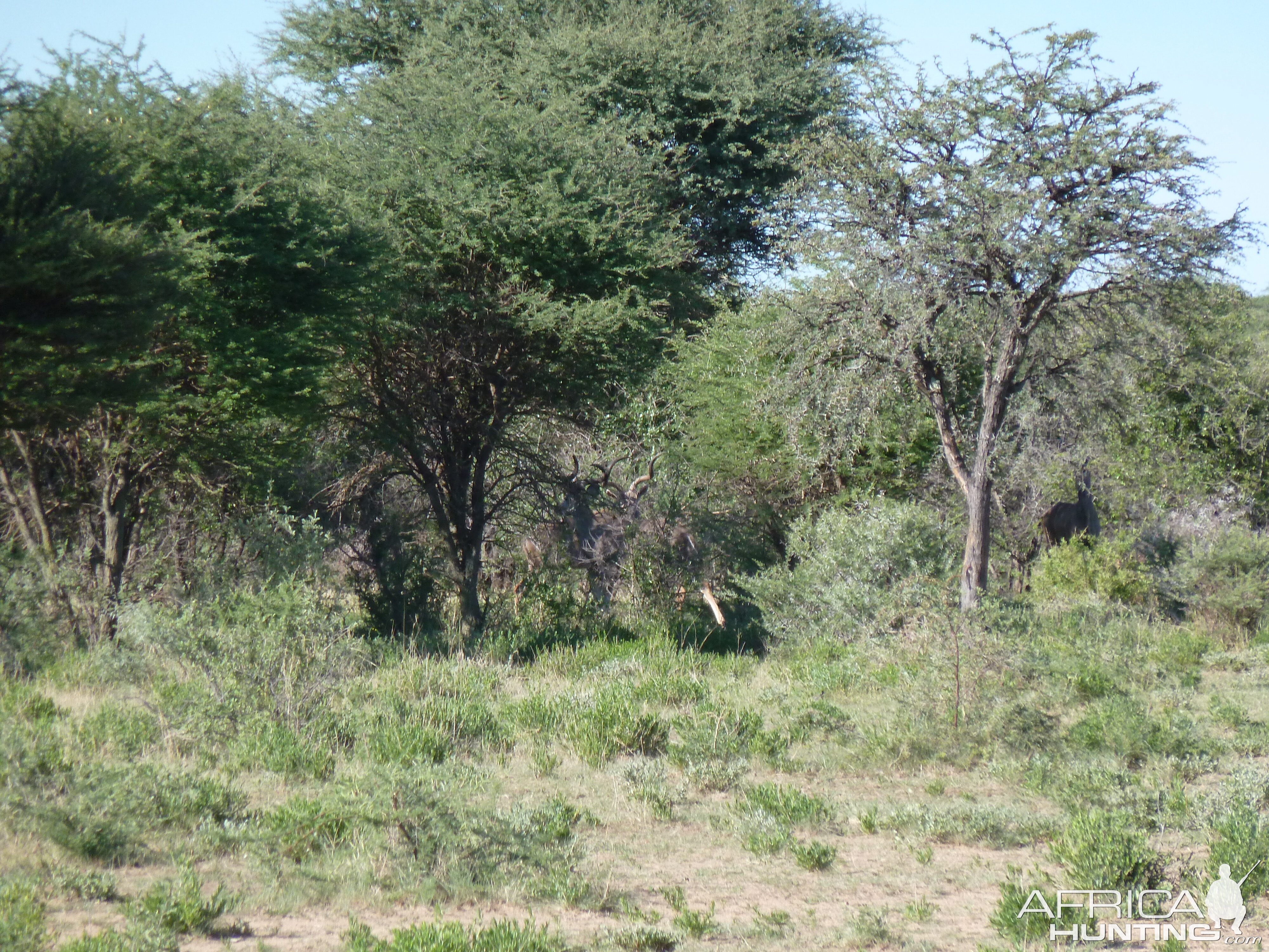 Kudu Namibia