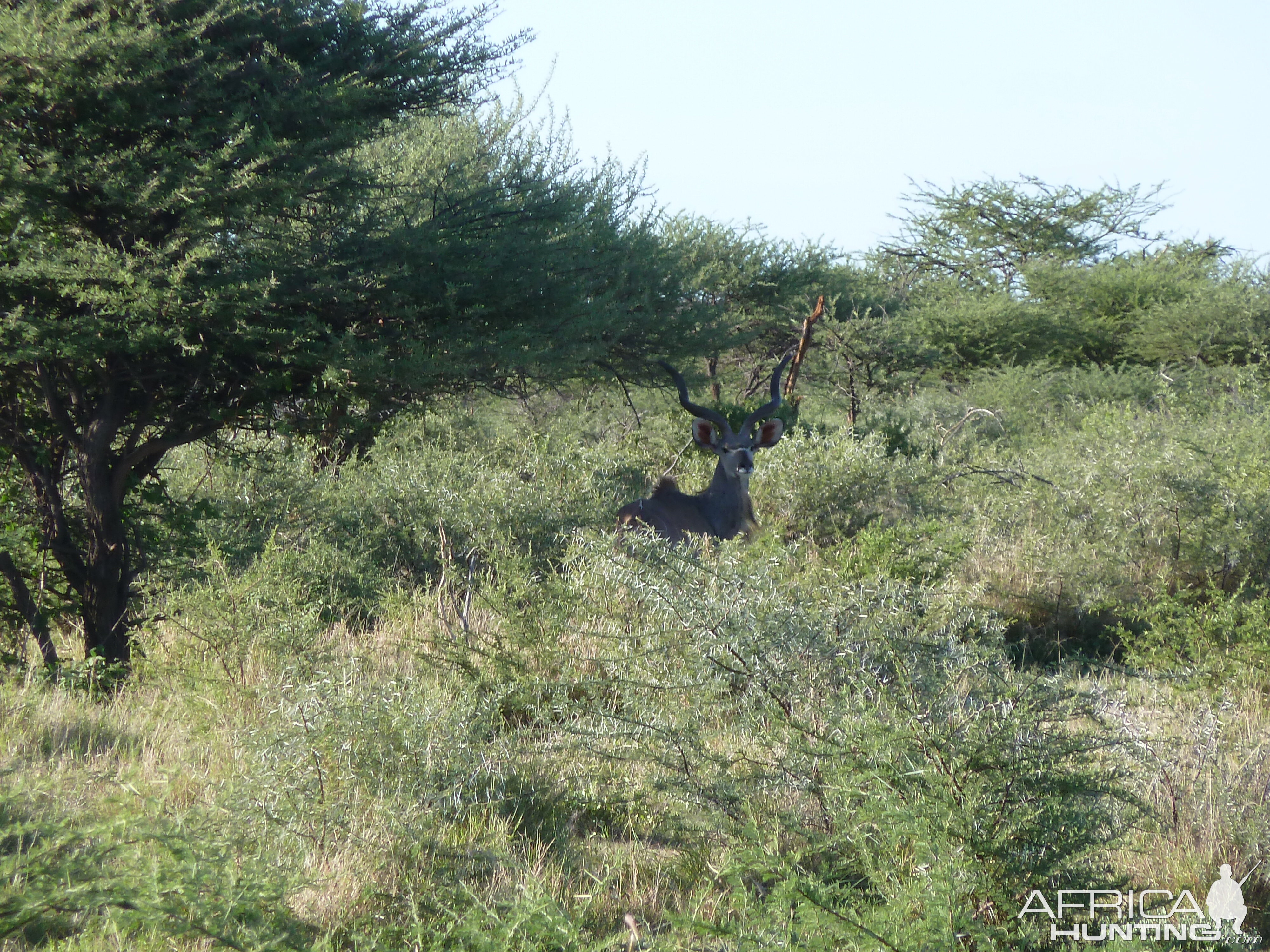 Kudu Namibia