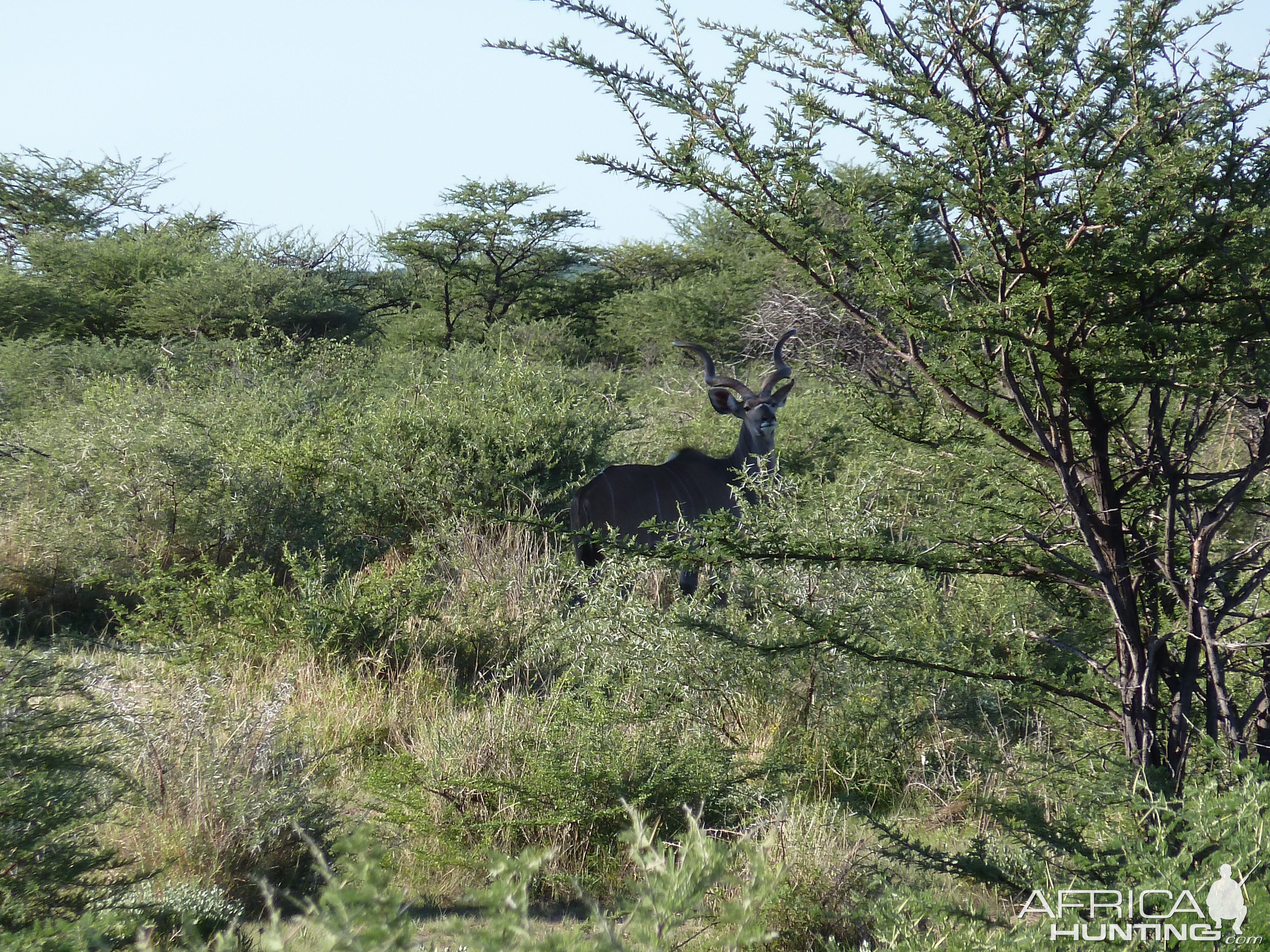 Kudu Namibia