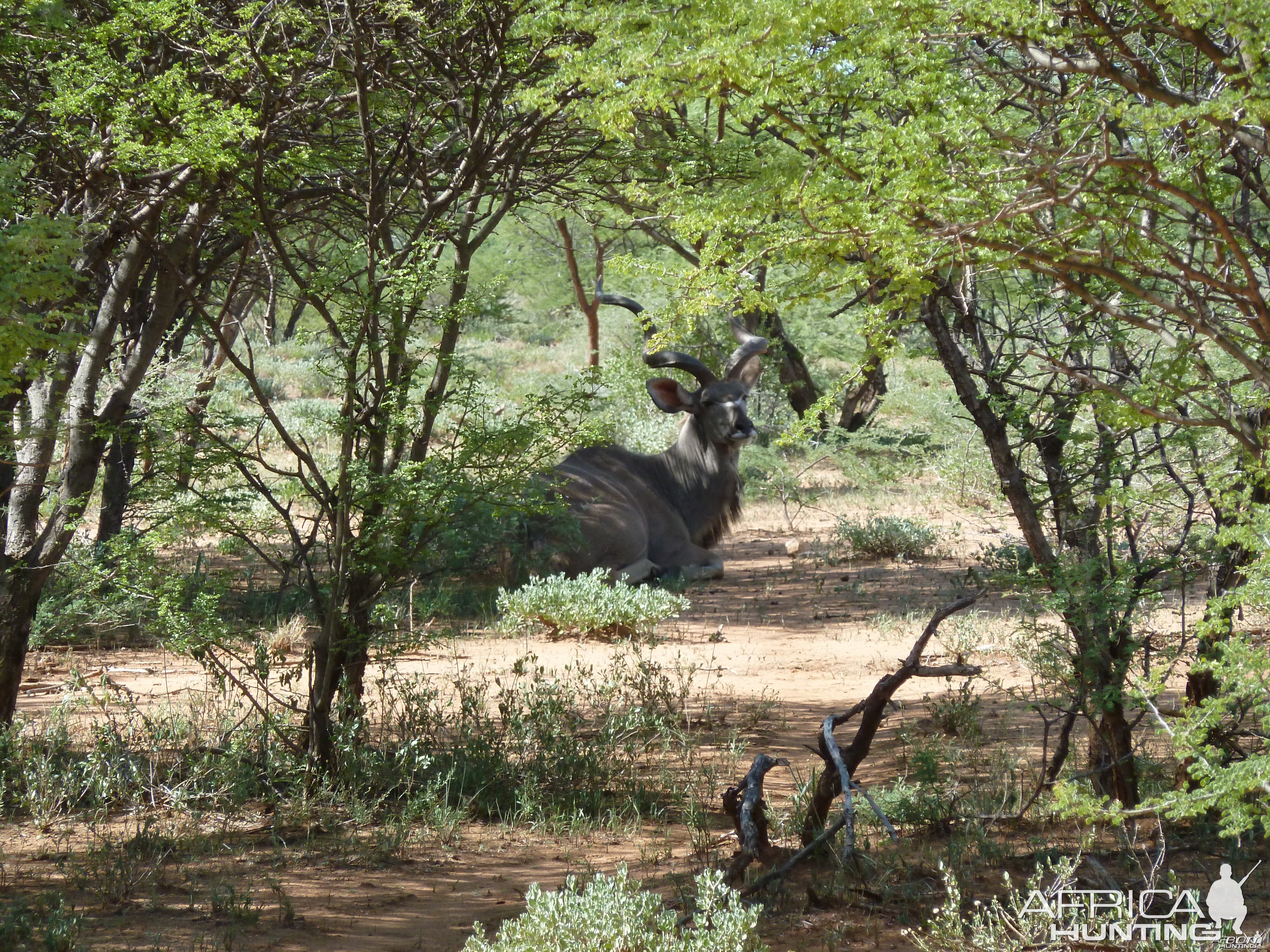 Kudu Namibia