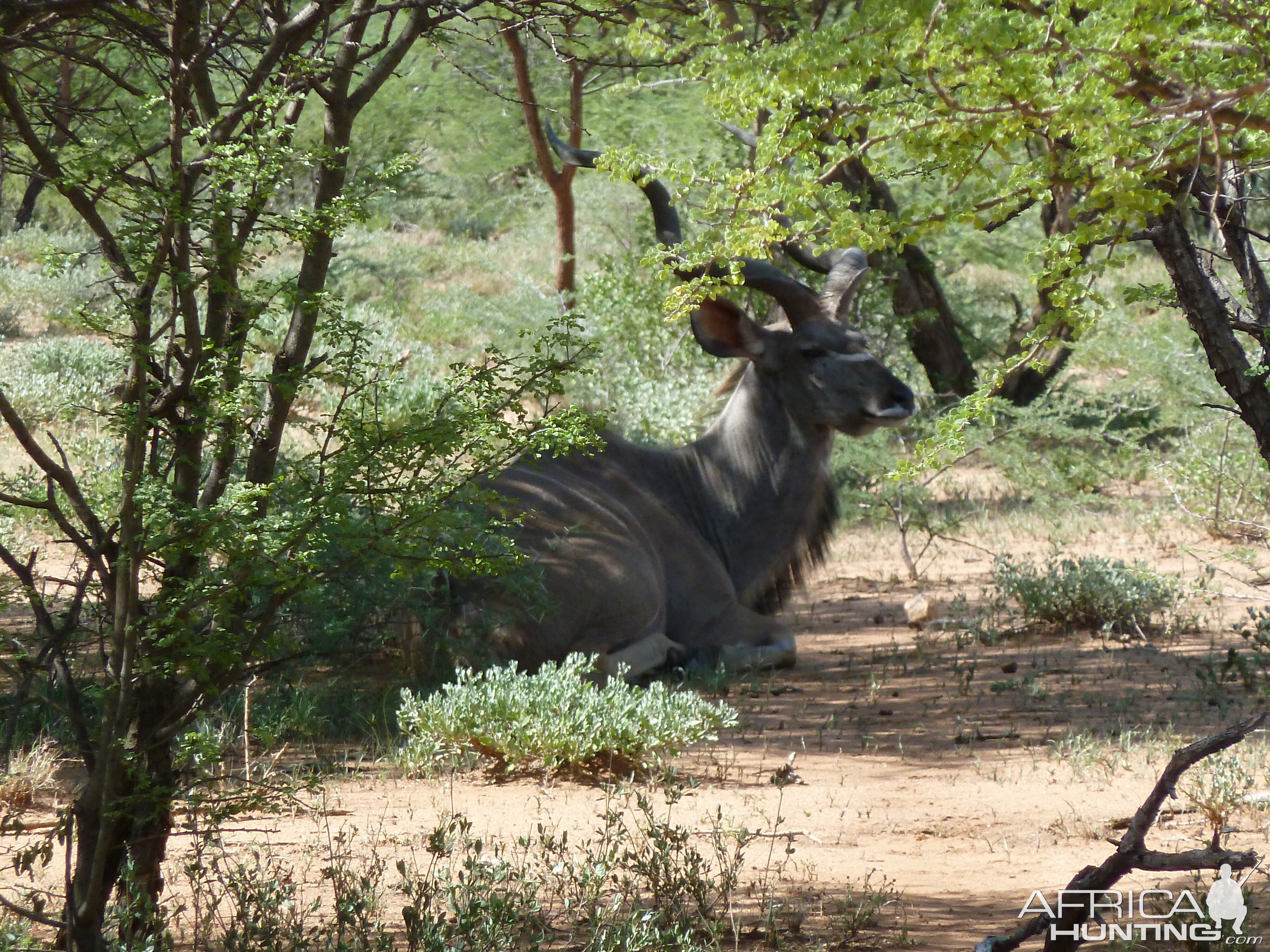 Kudu Namibia