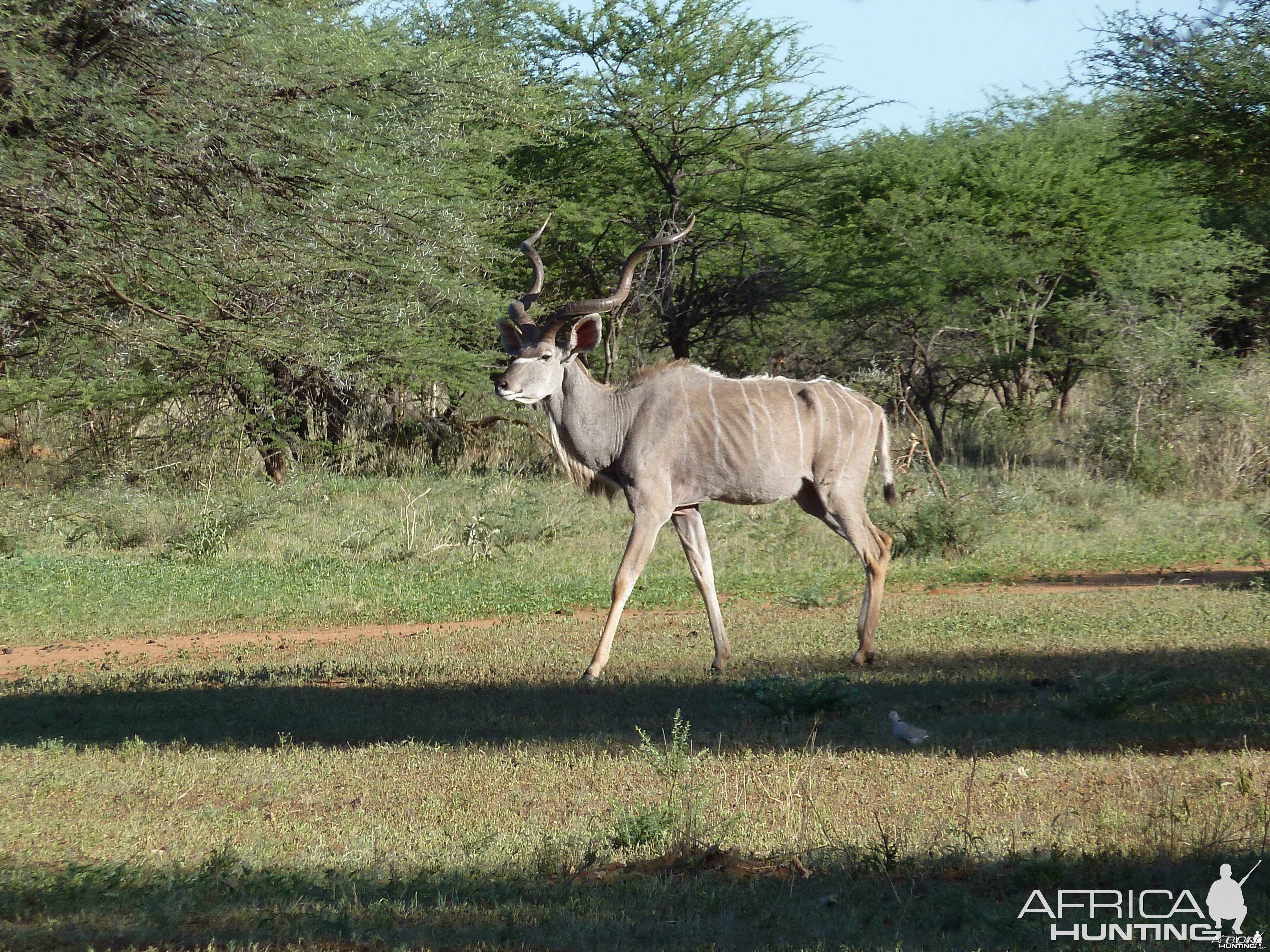 Kudu Namibia