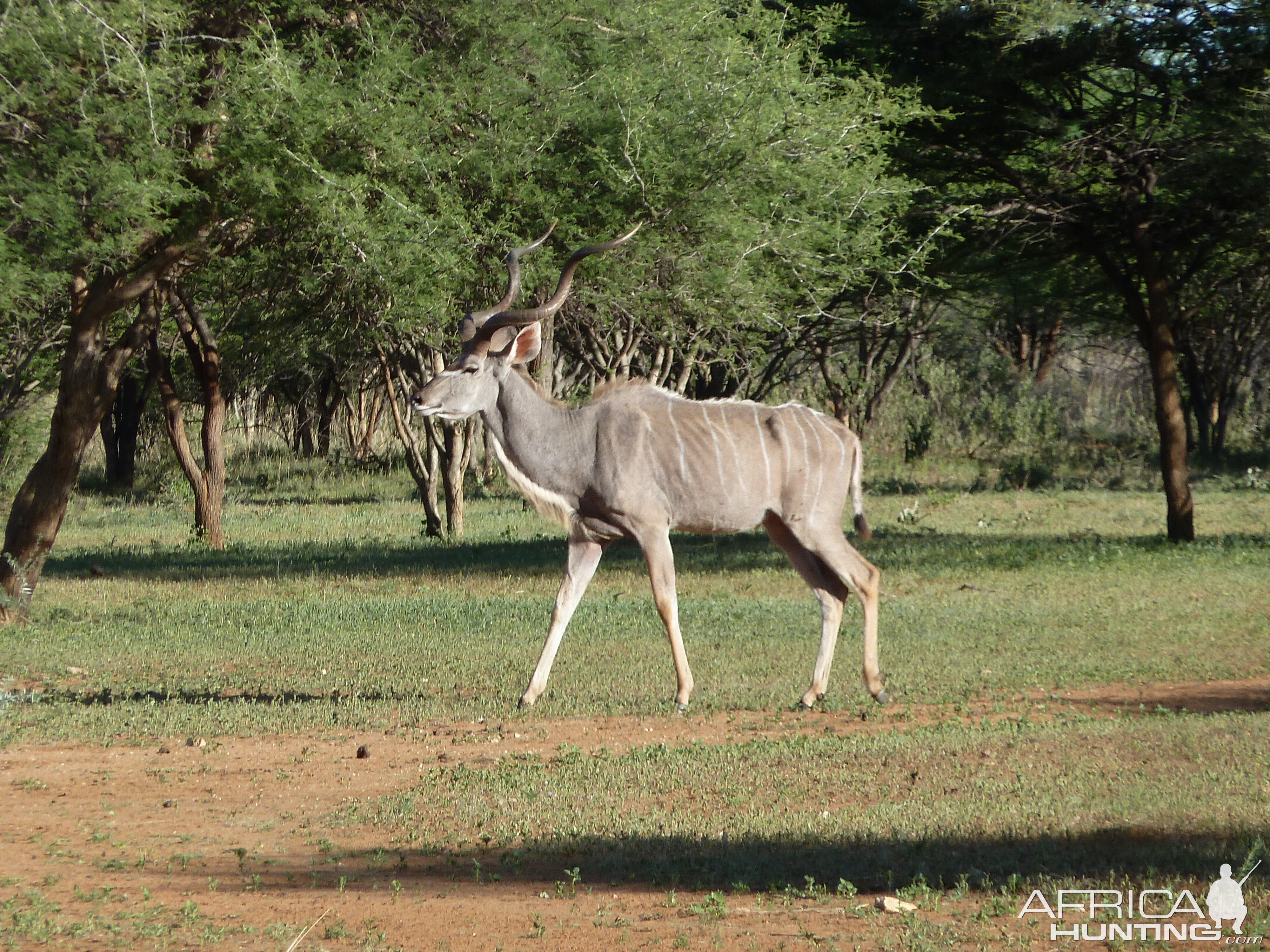 Kudu Namibia