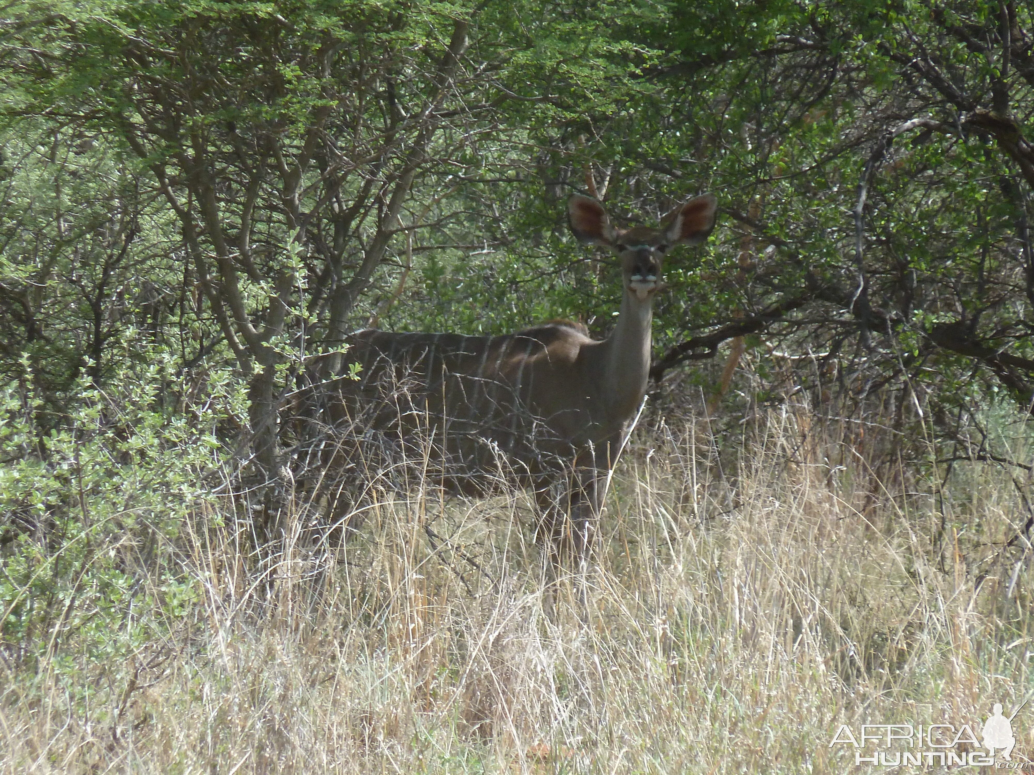 Kudu Namibia