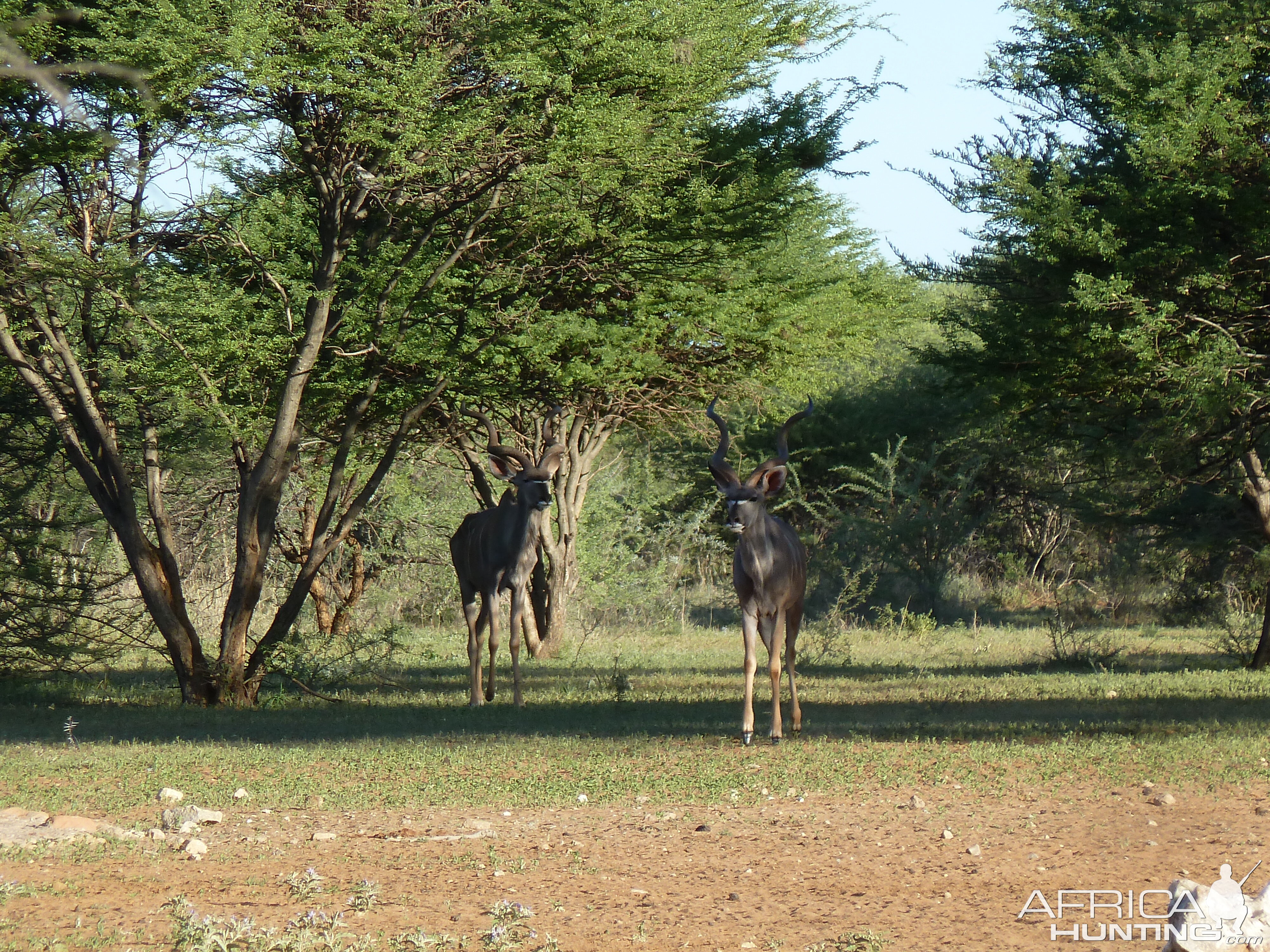 Kudu Namibia