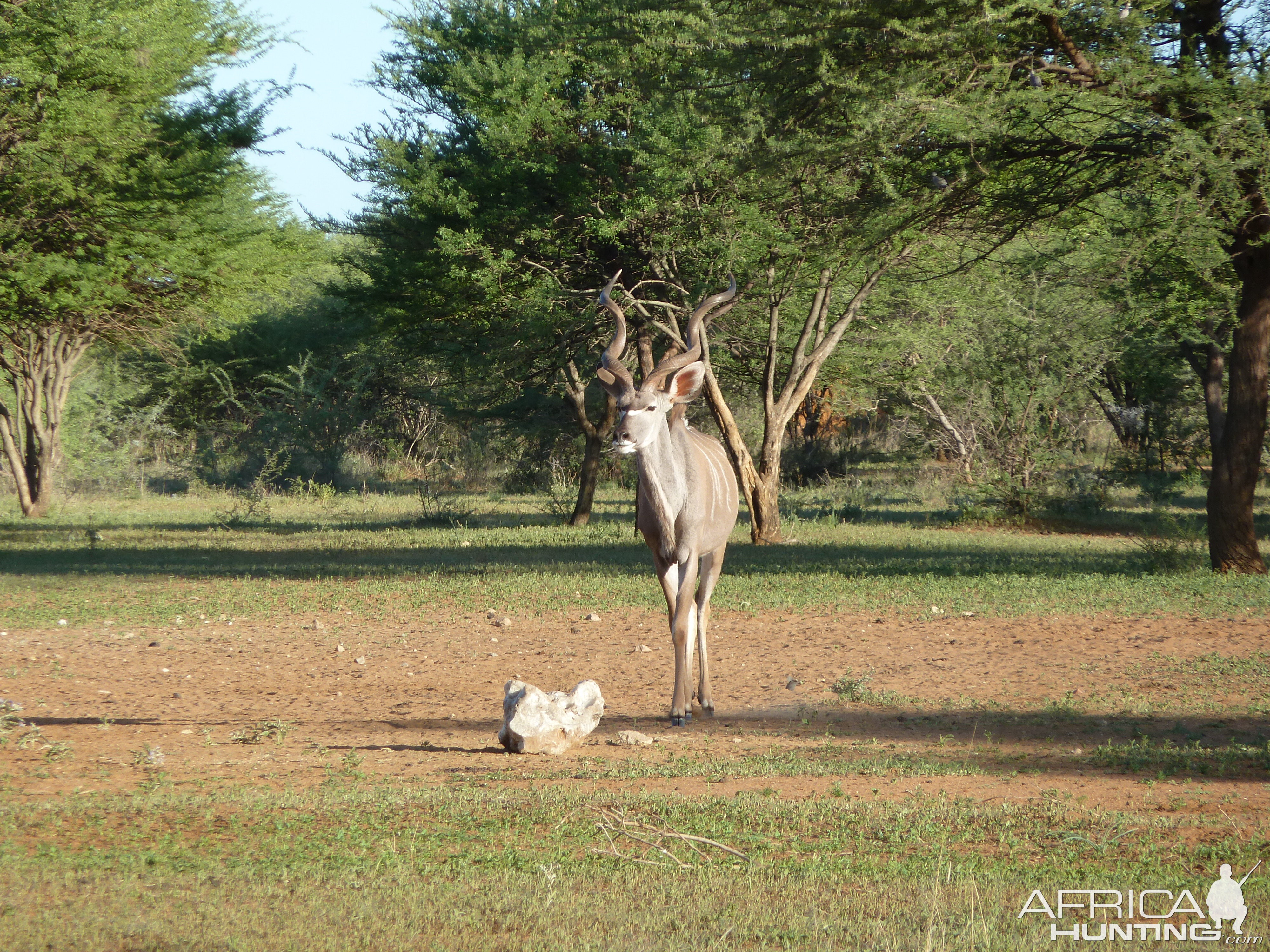 Kudu Namibia