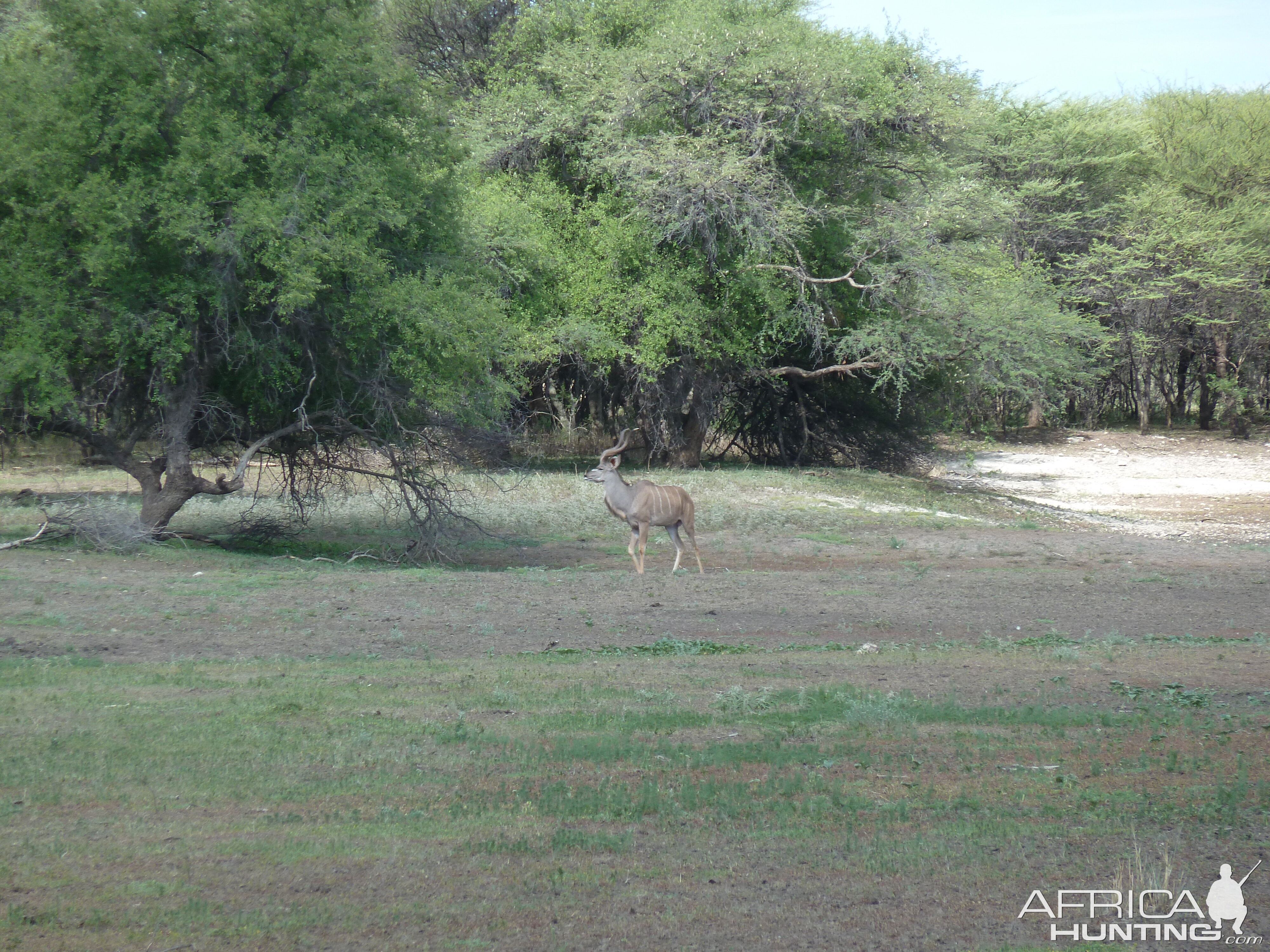 Kudu Namibia