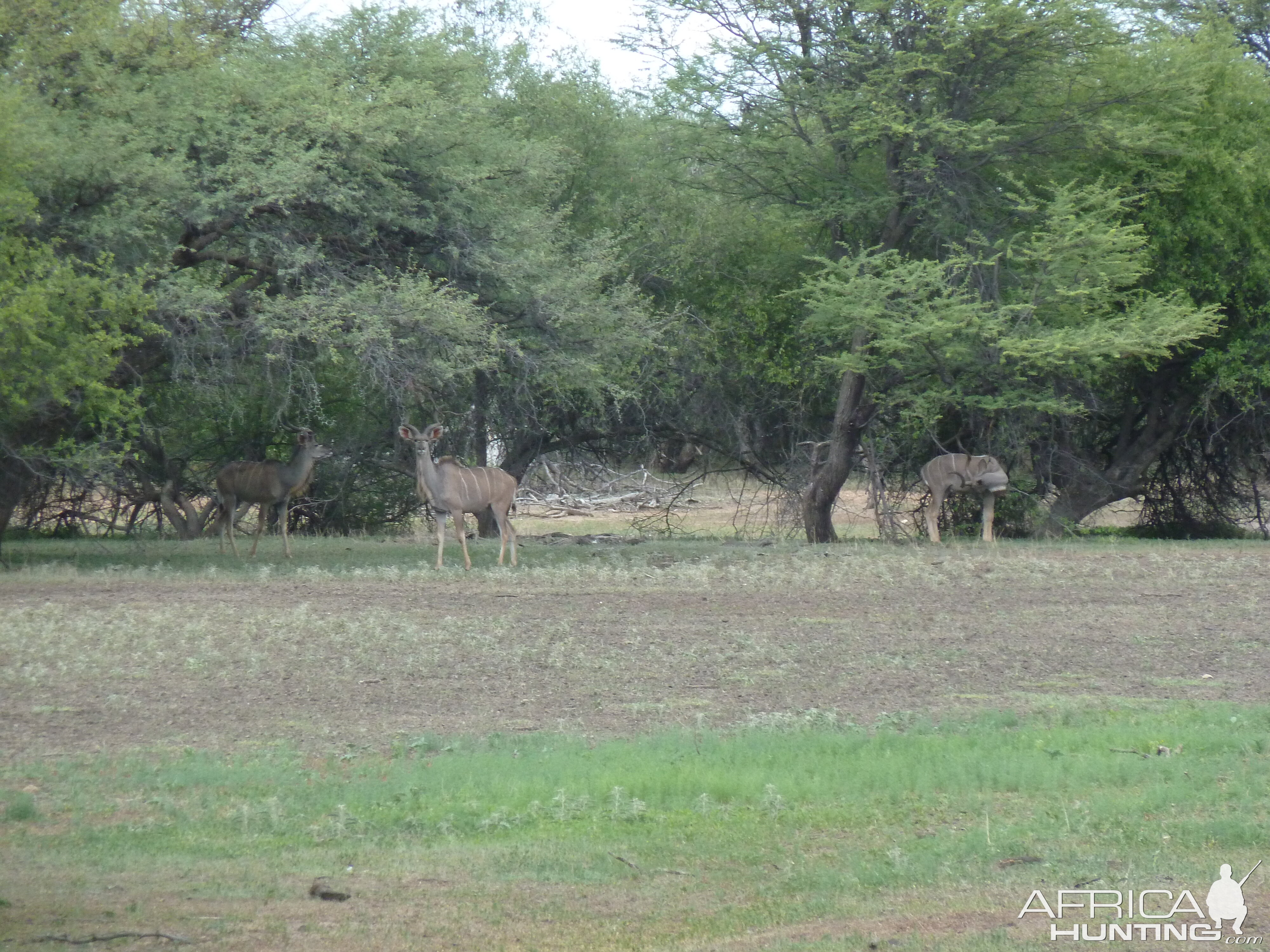 Kudu Namibia