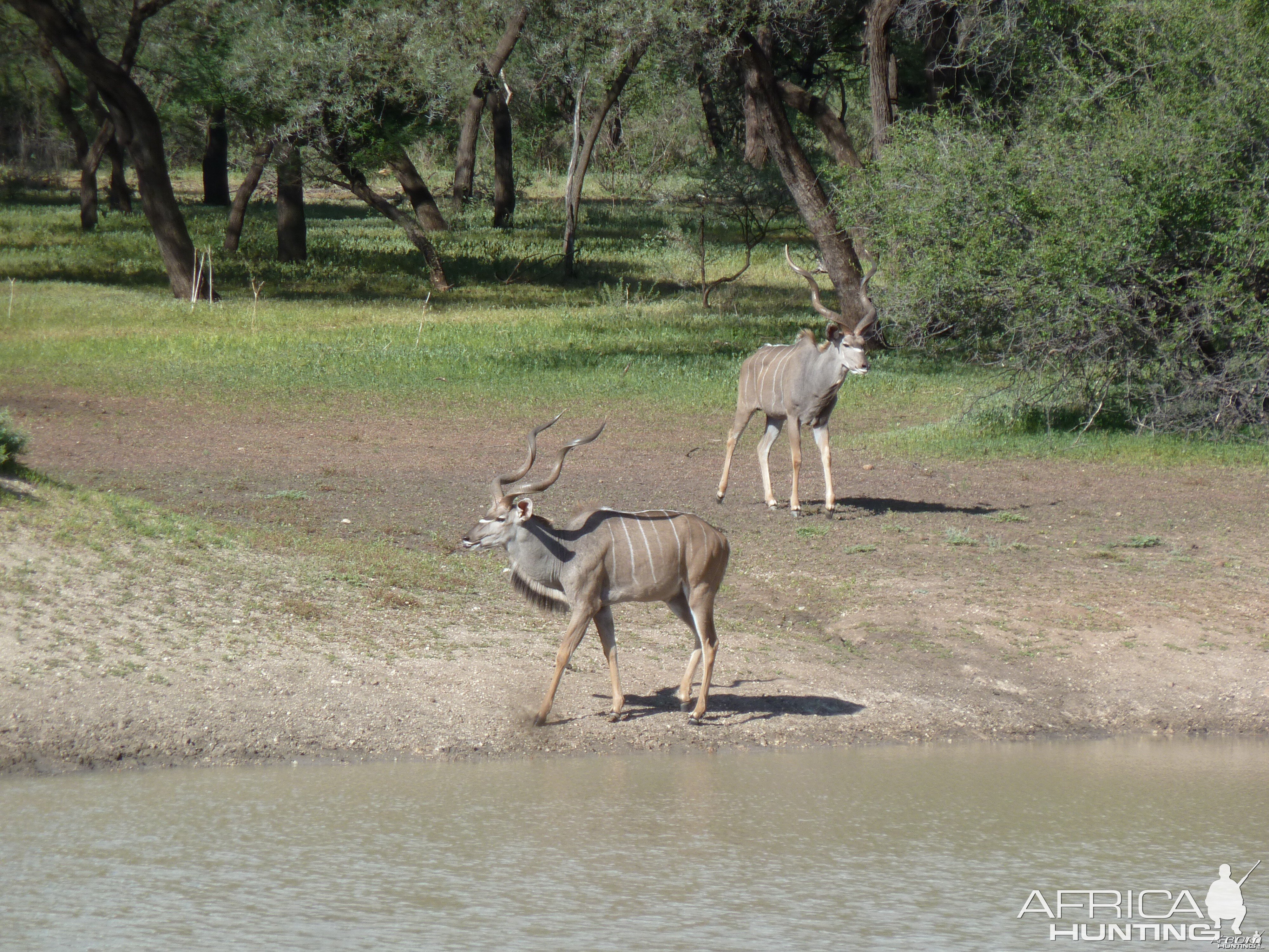 Kudu Namibia