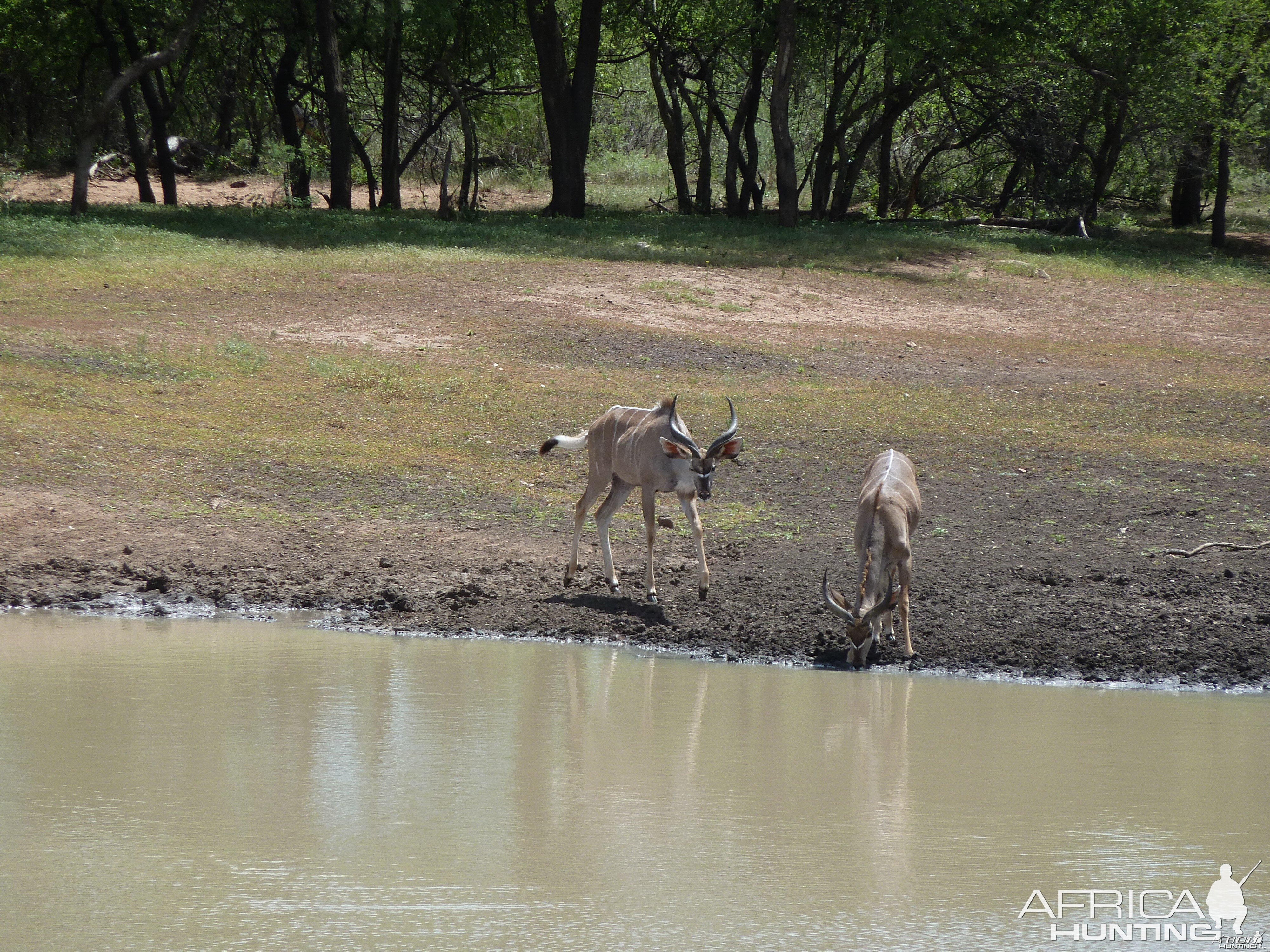 Kudu Namibia