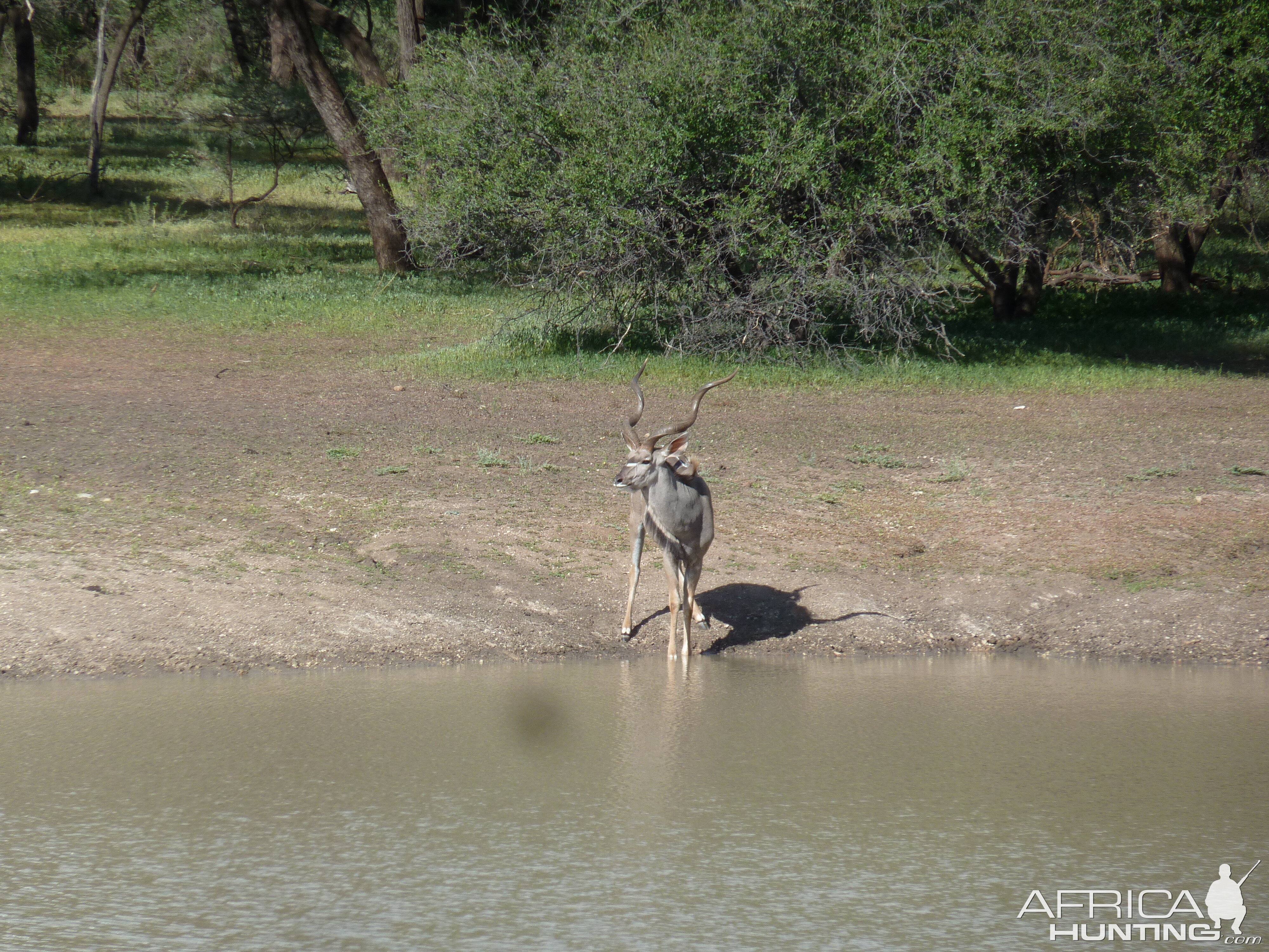 Kudu Namibia