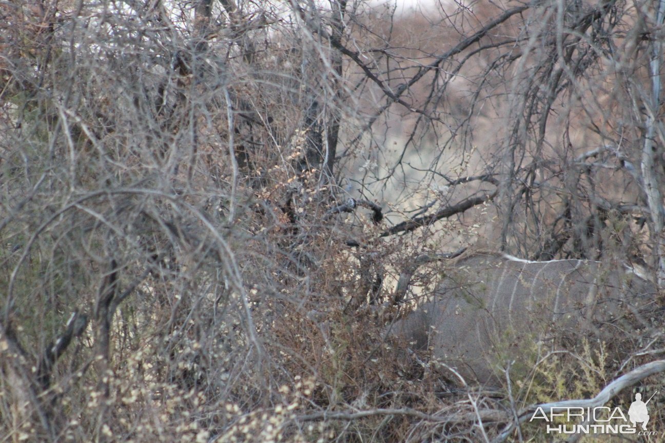 Kudu Namibia