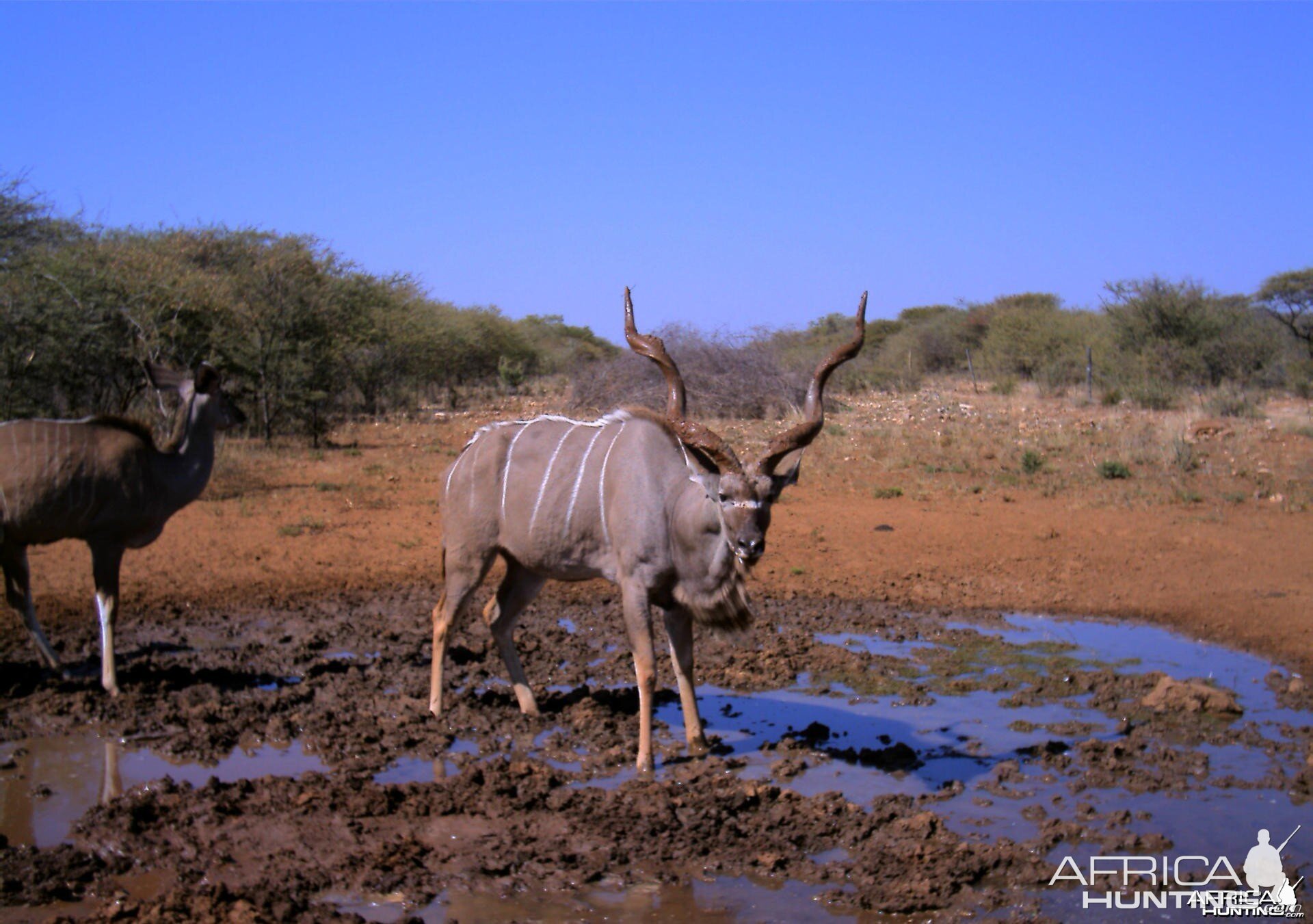 Kudu Namibia