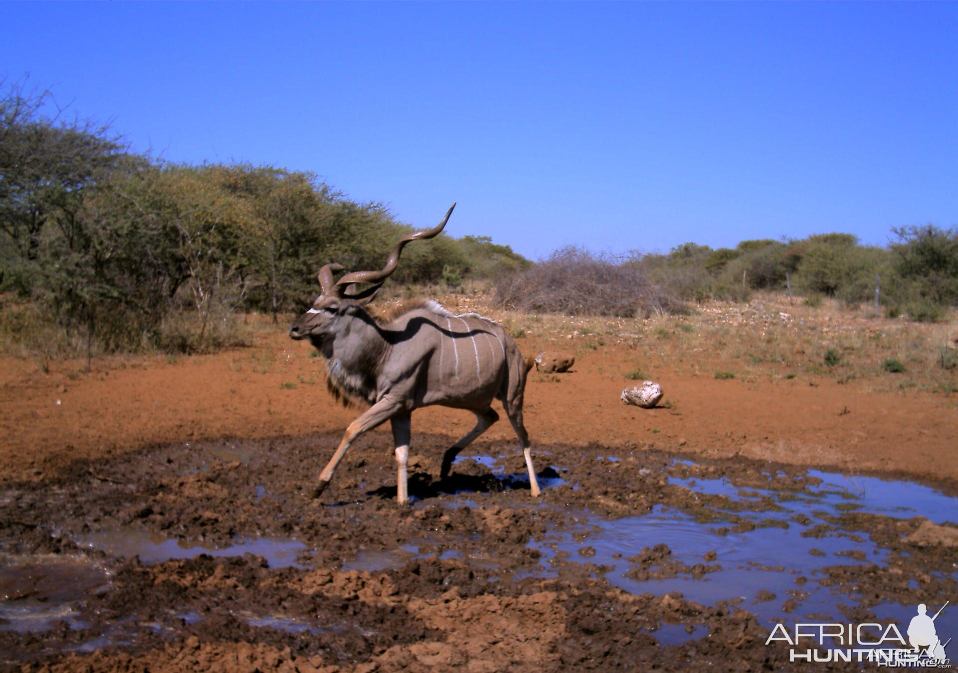 Kudu Namibia