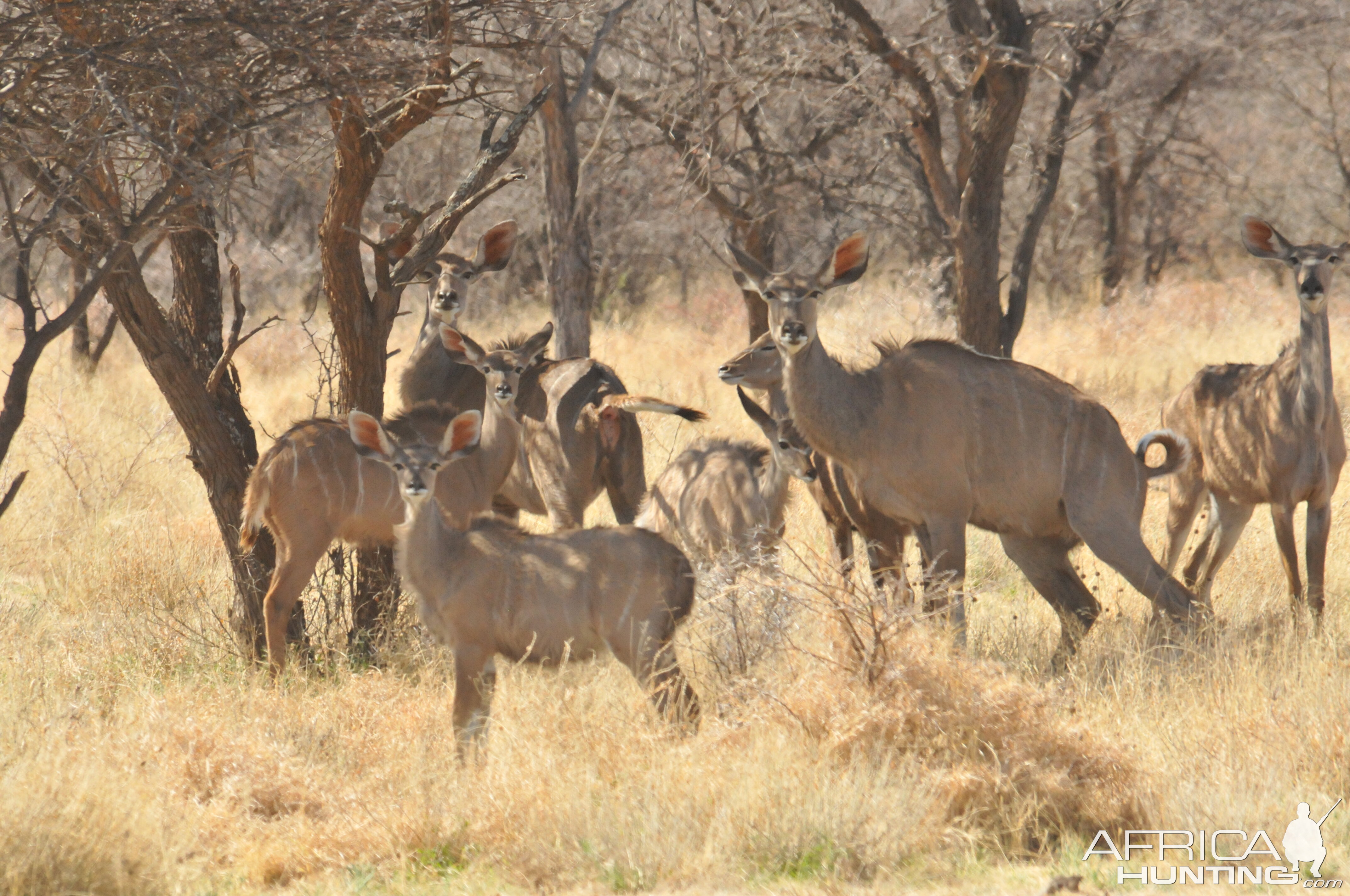 Kudu Namibia