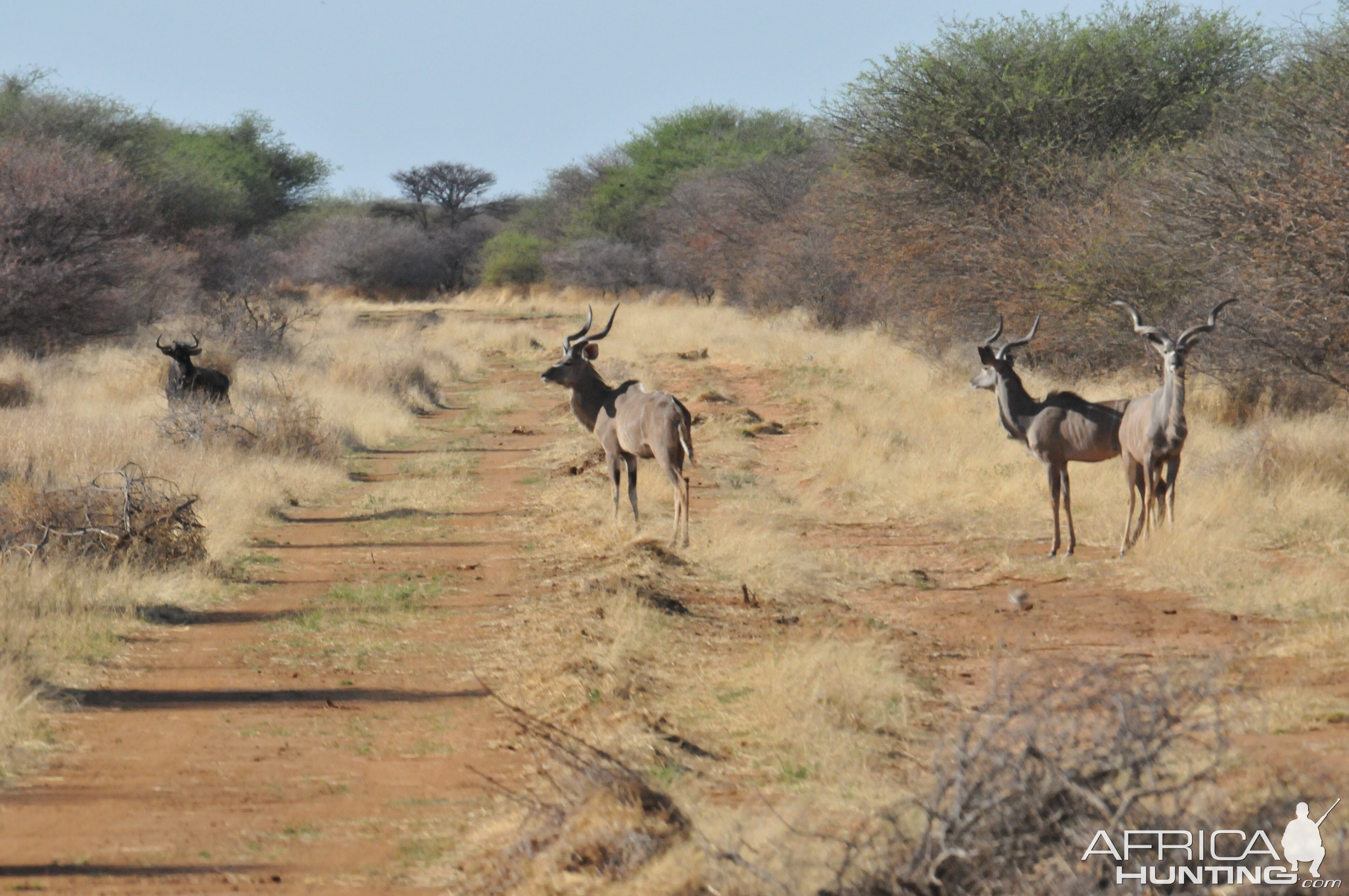 Kudu Namibia