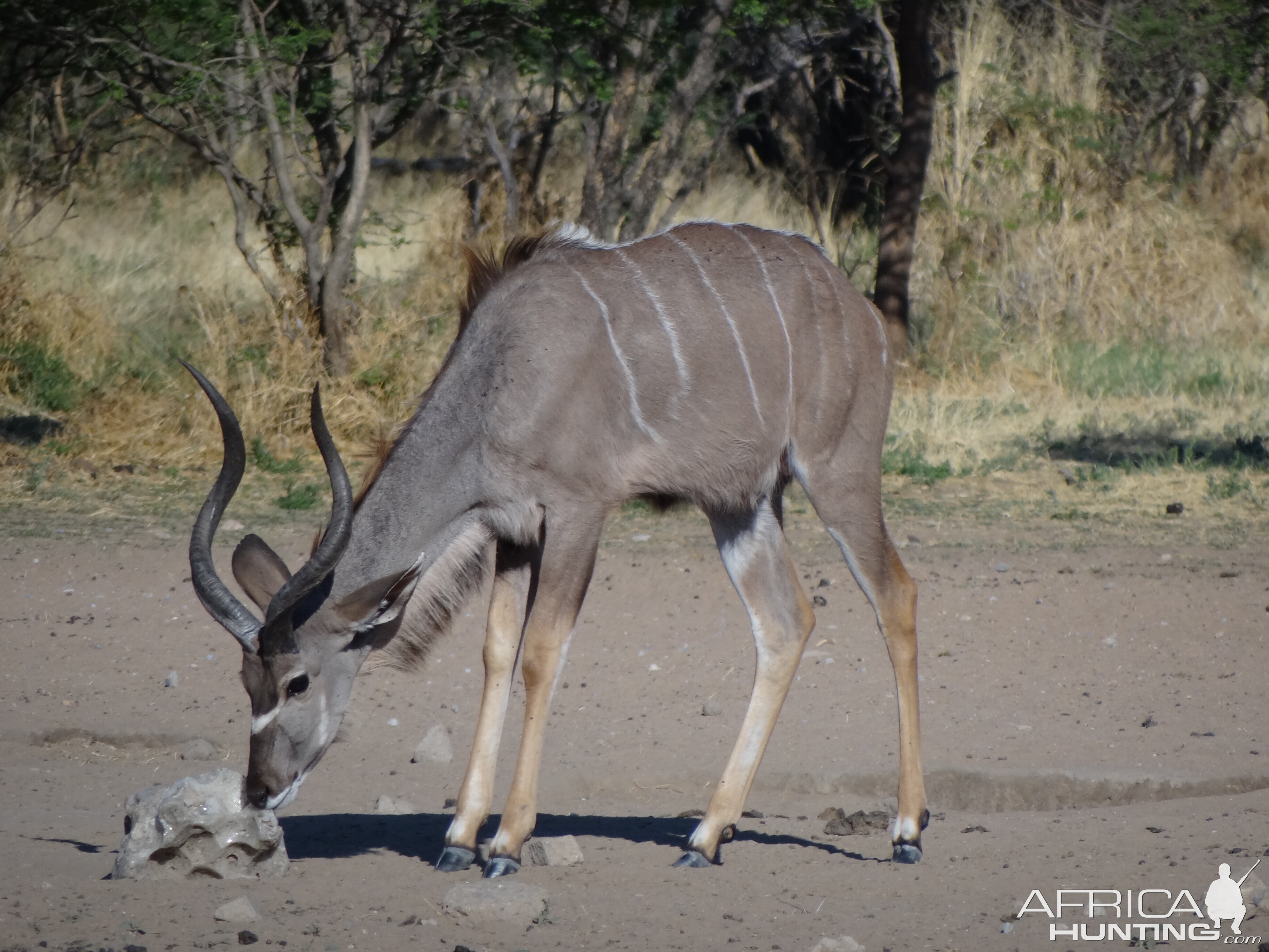 Kudu Namibia