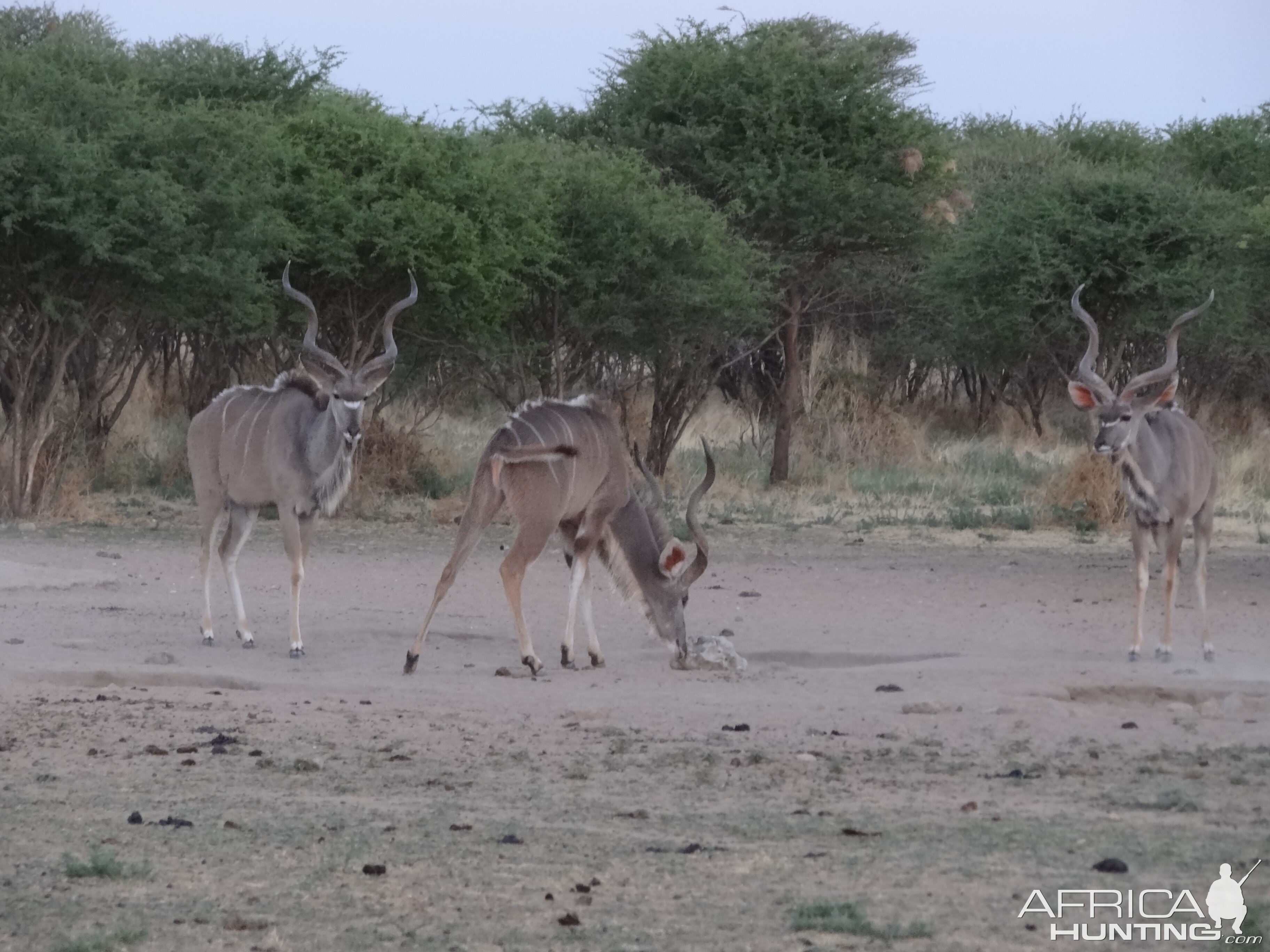 Kudu Namibia