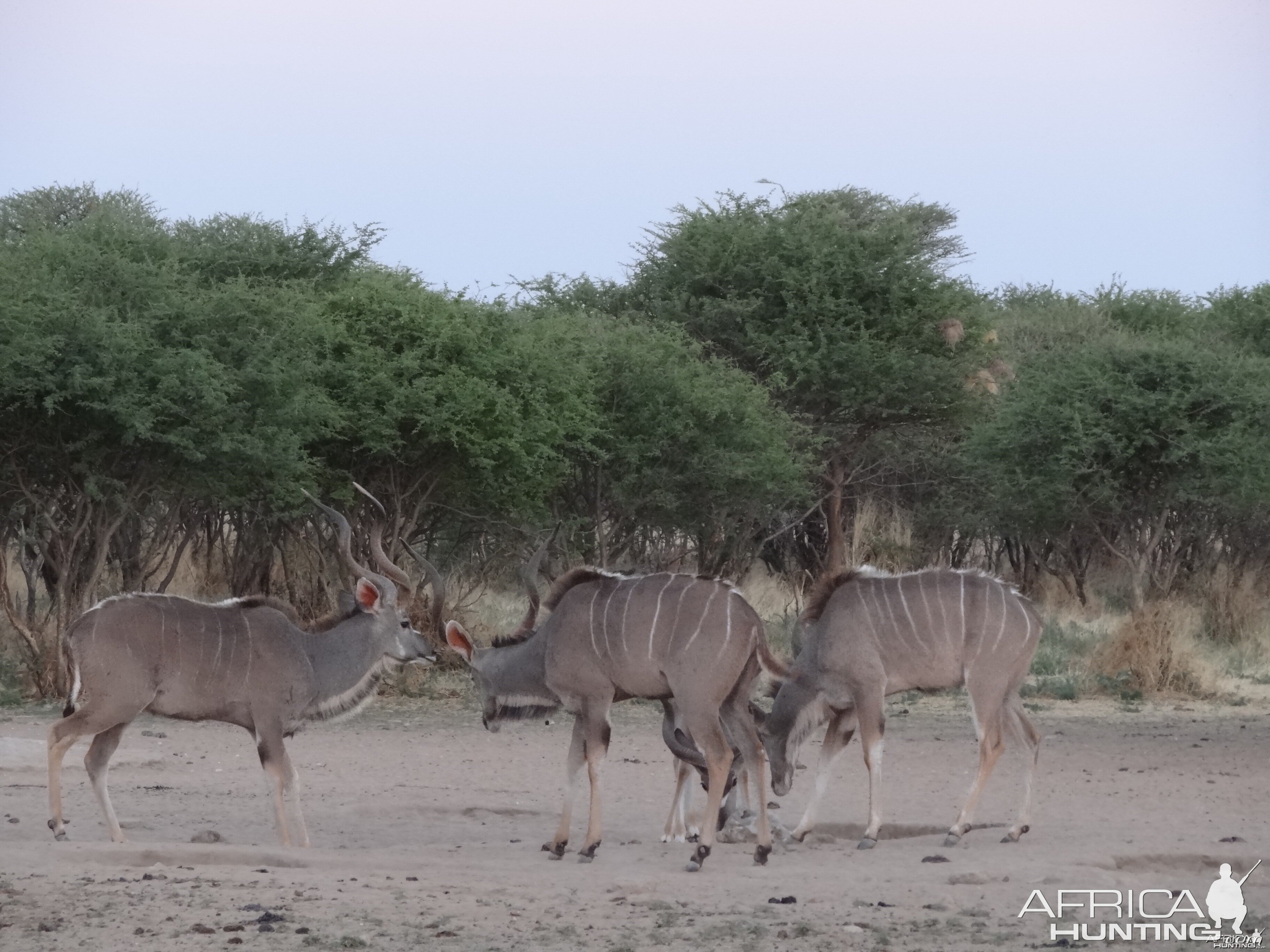 Kudu Namibia