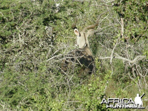 Kudu Namibia