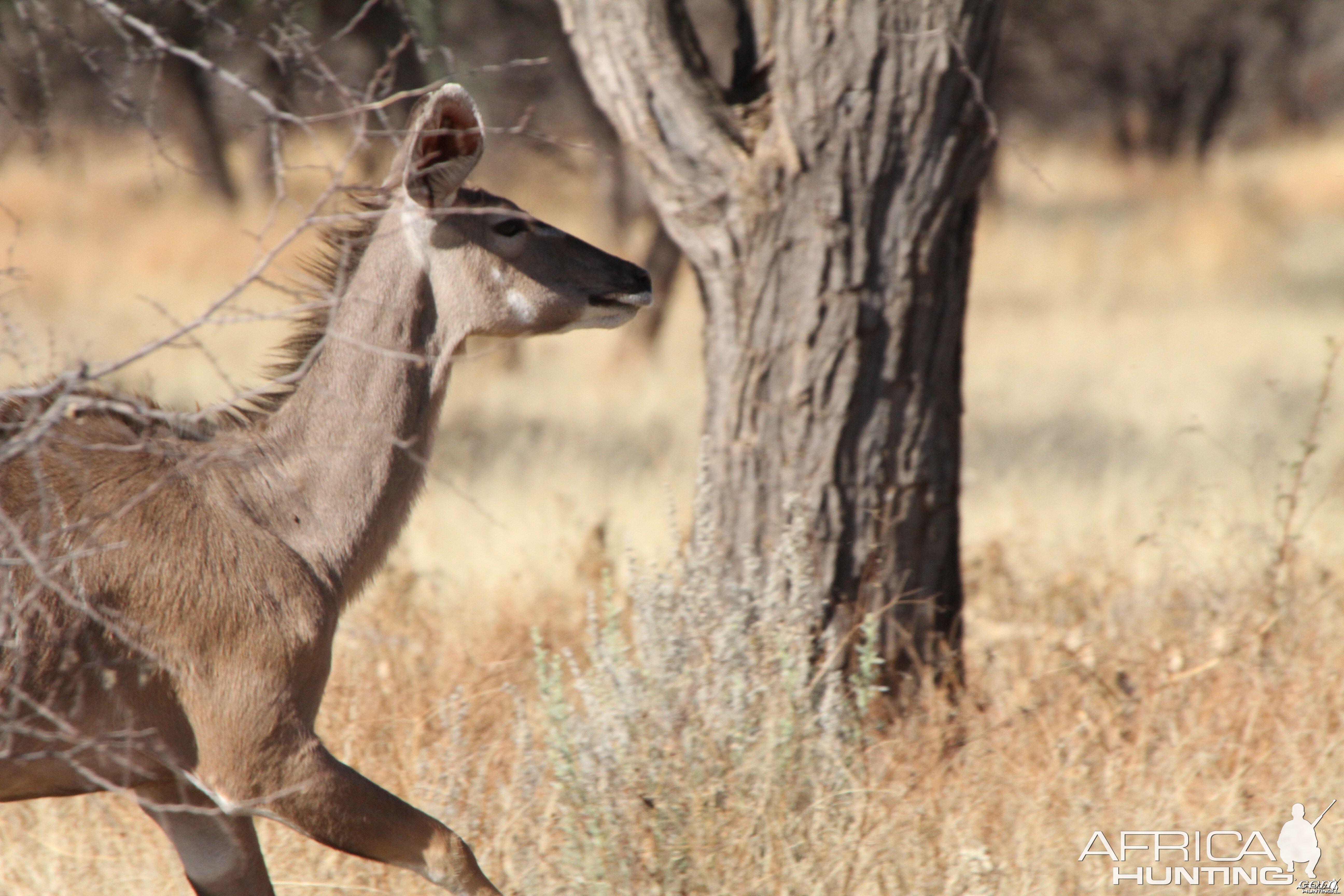 Kudu Namibia