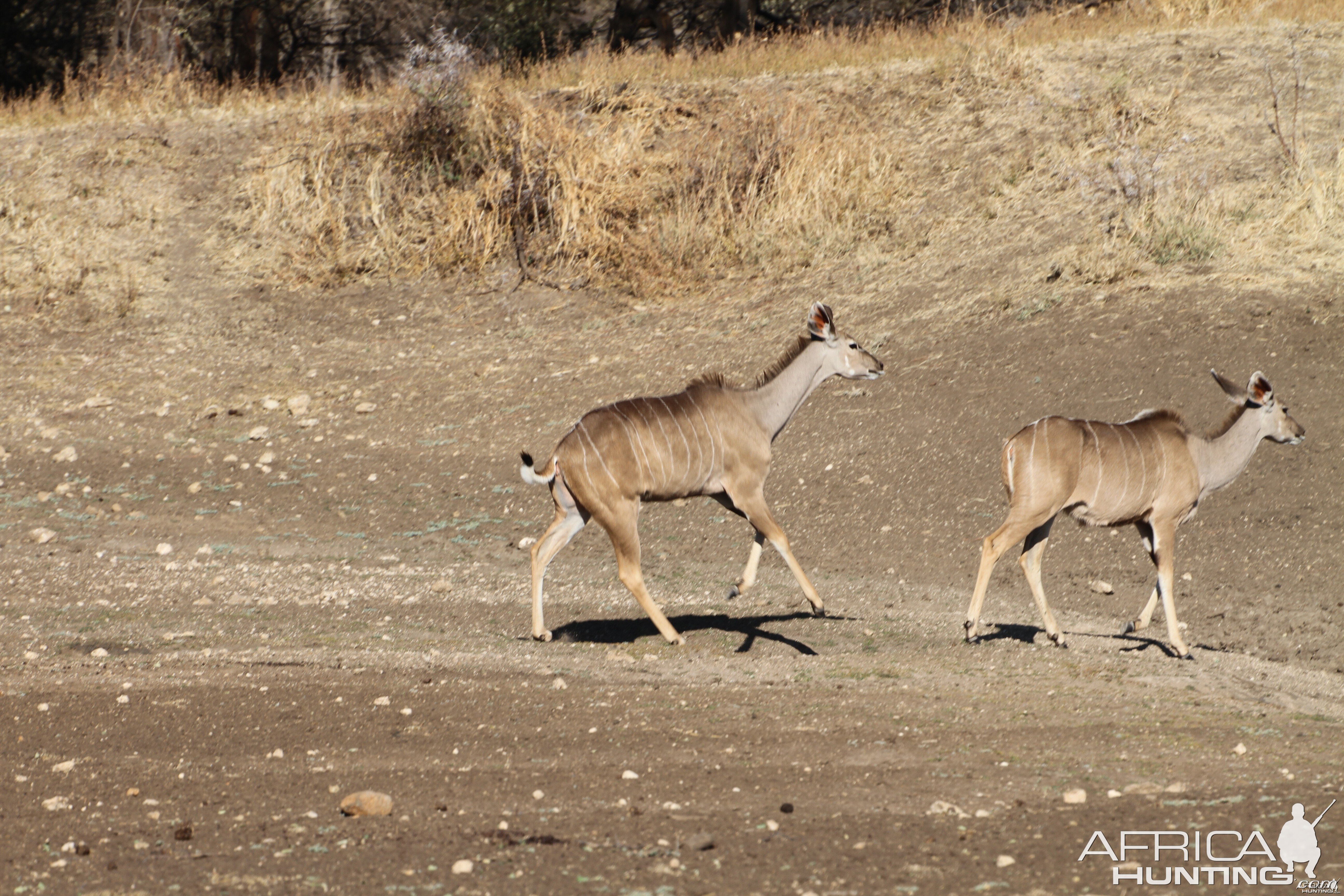 Kudu Namibia