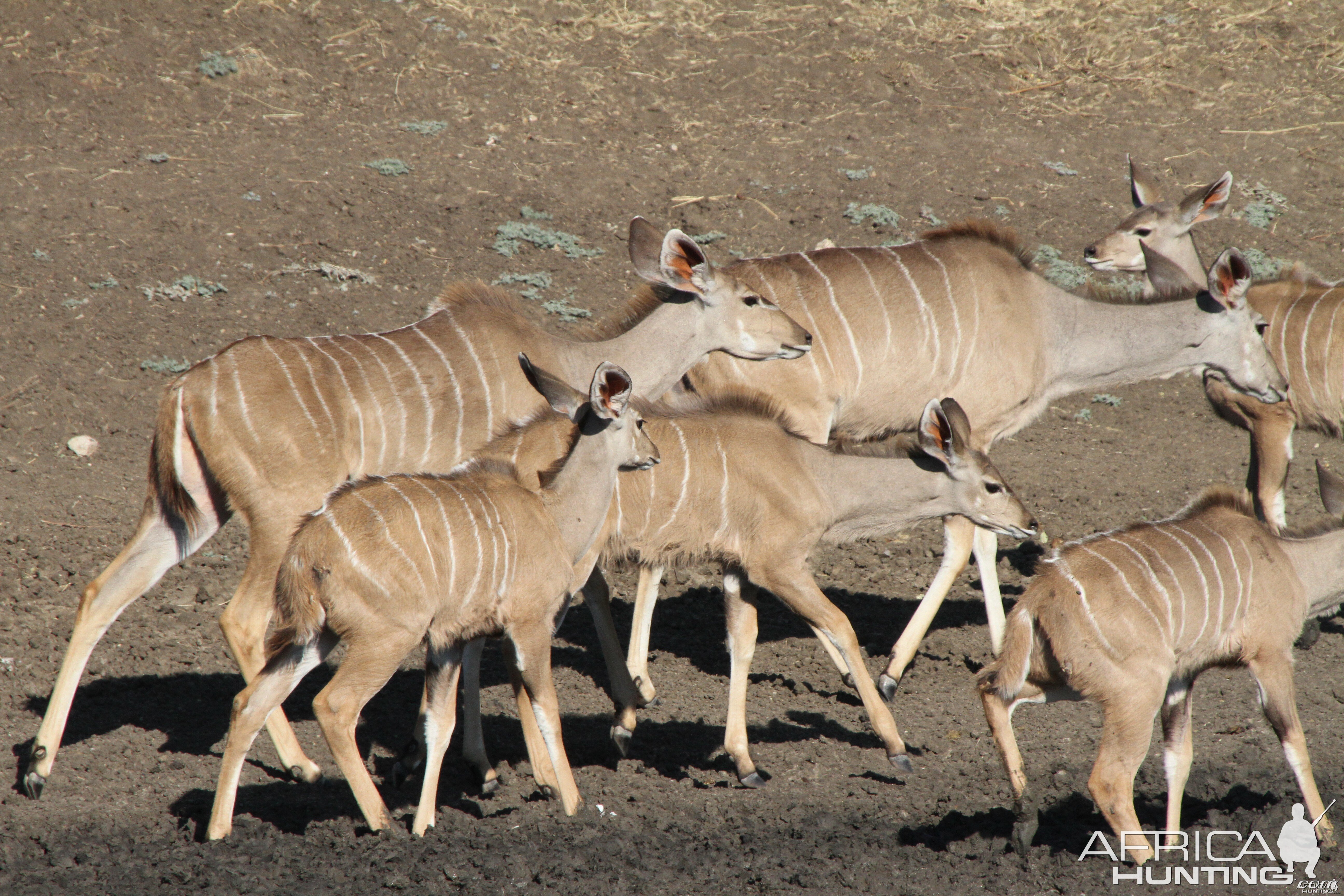 Kudu Namibia