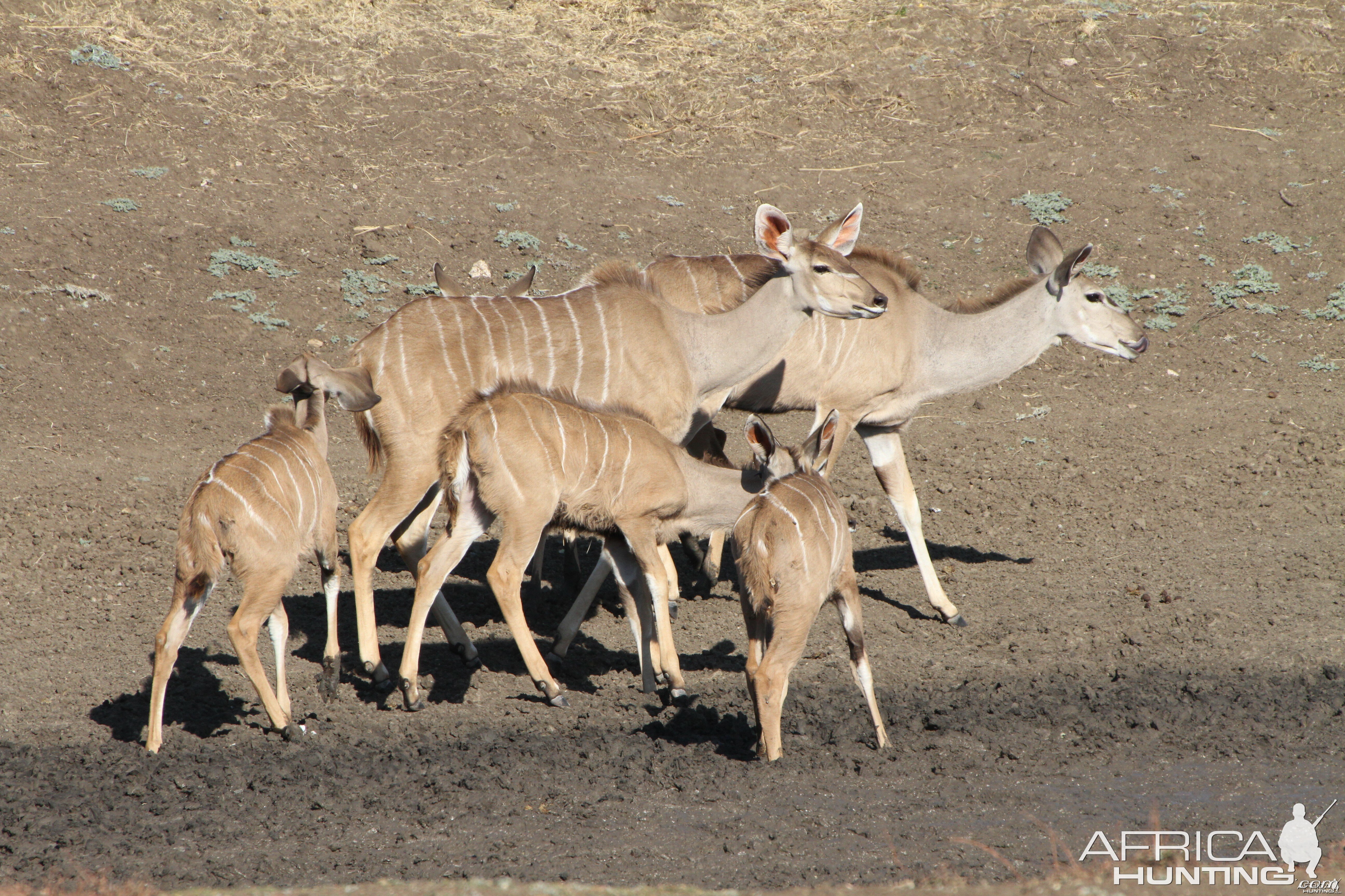 Kudu Namibia