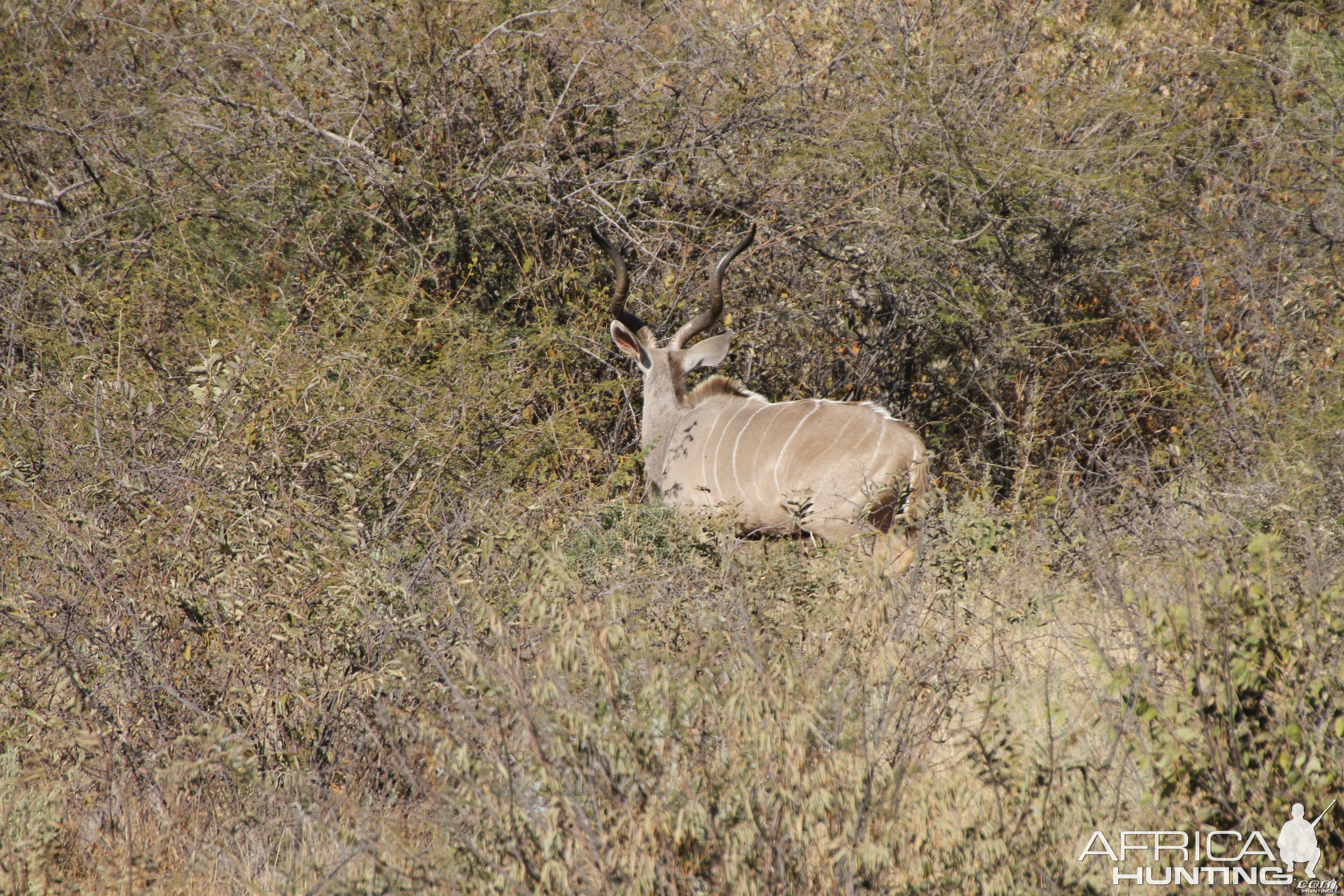 Kudu Namibia