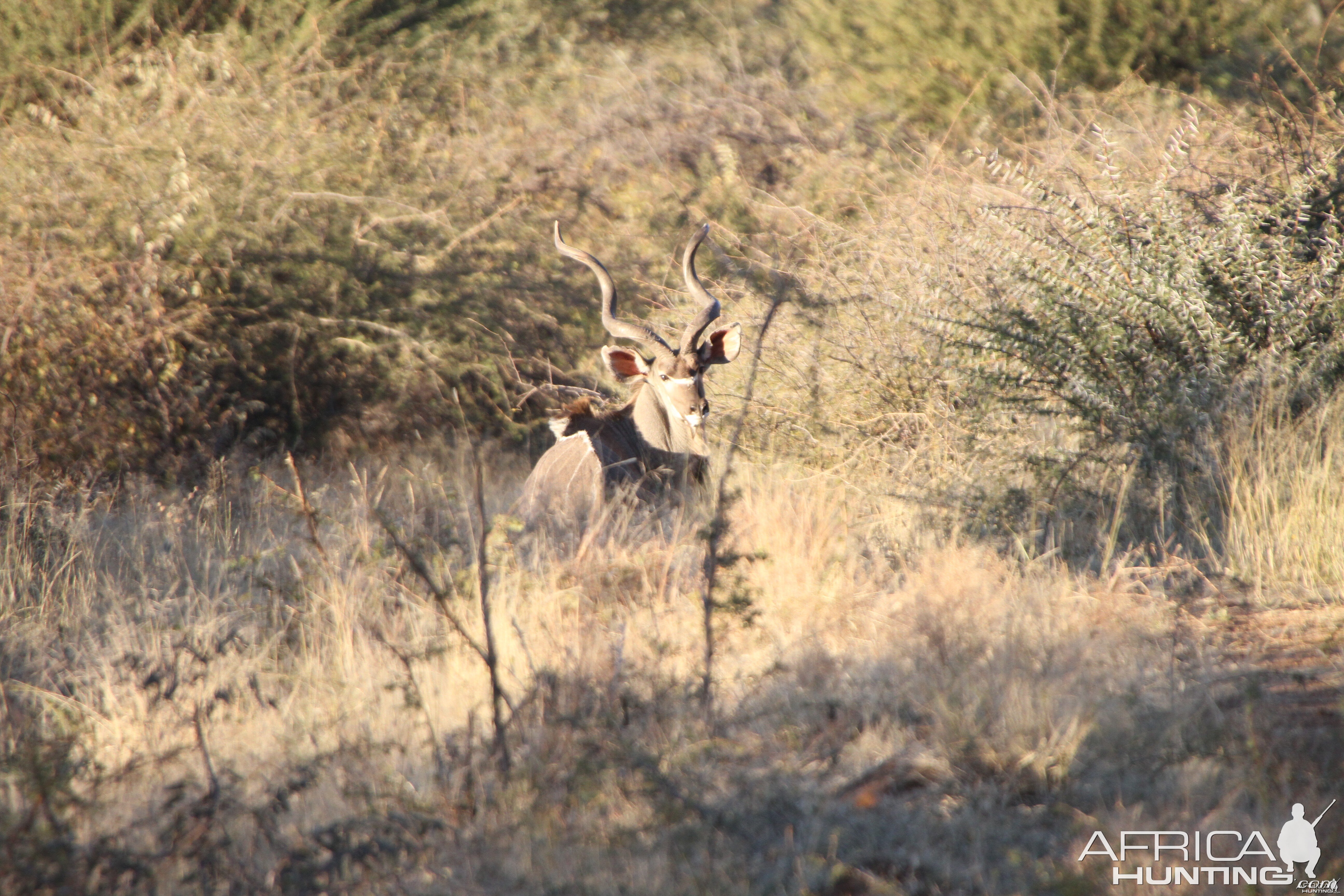 Kudu Namibia