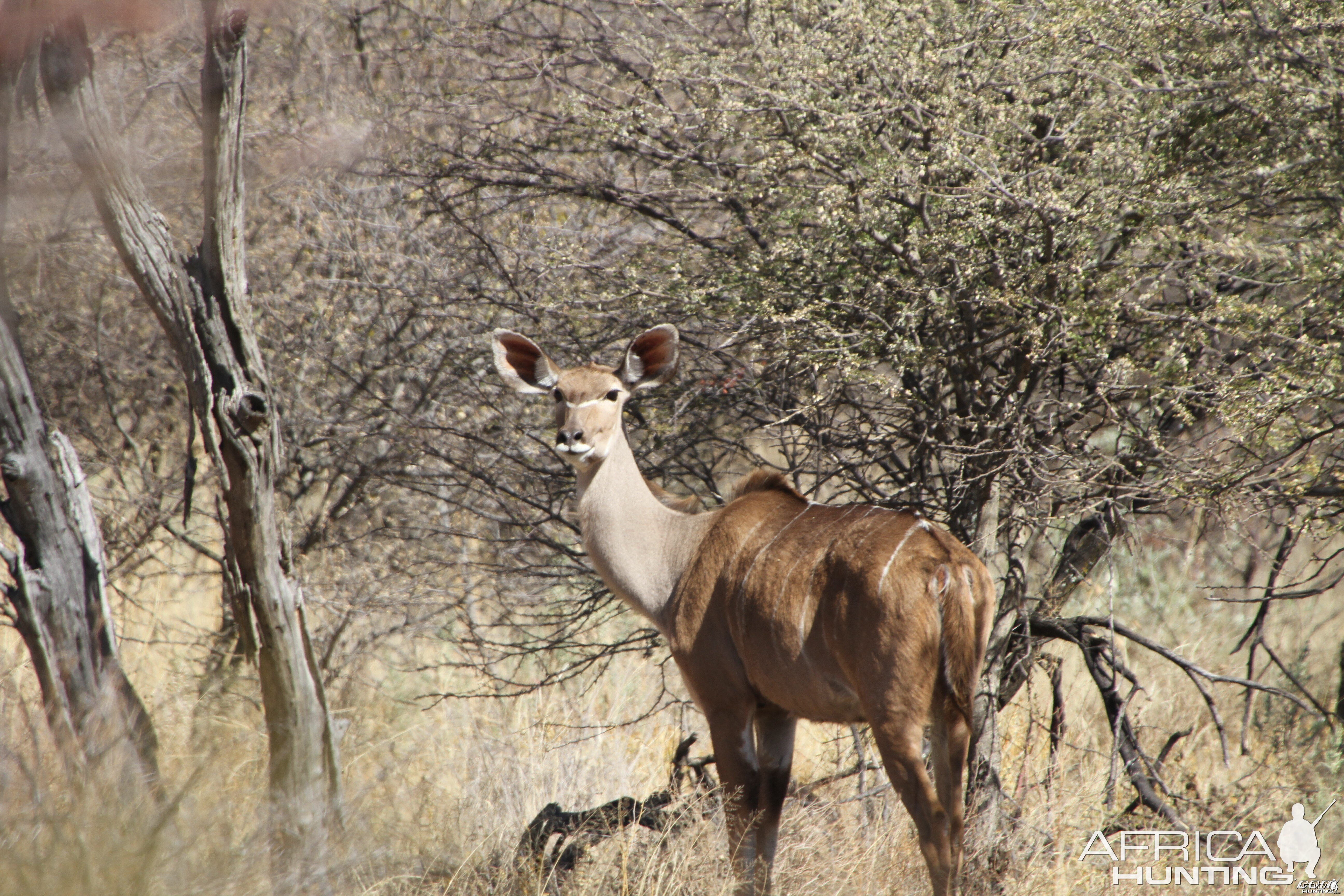 Kudu Namibia