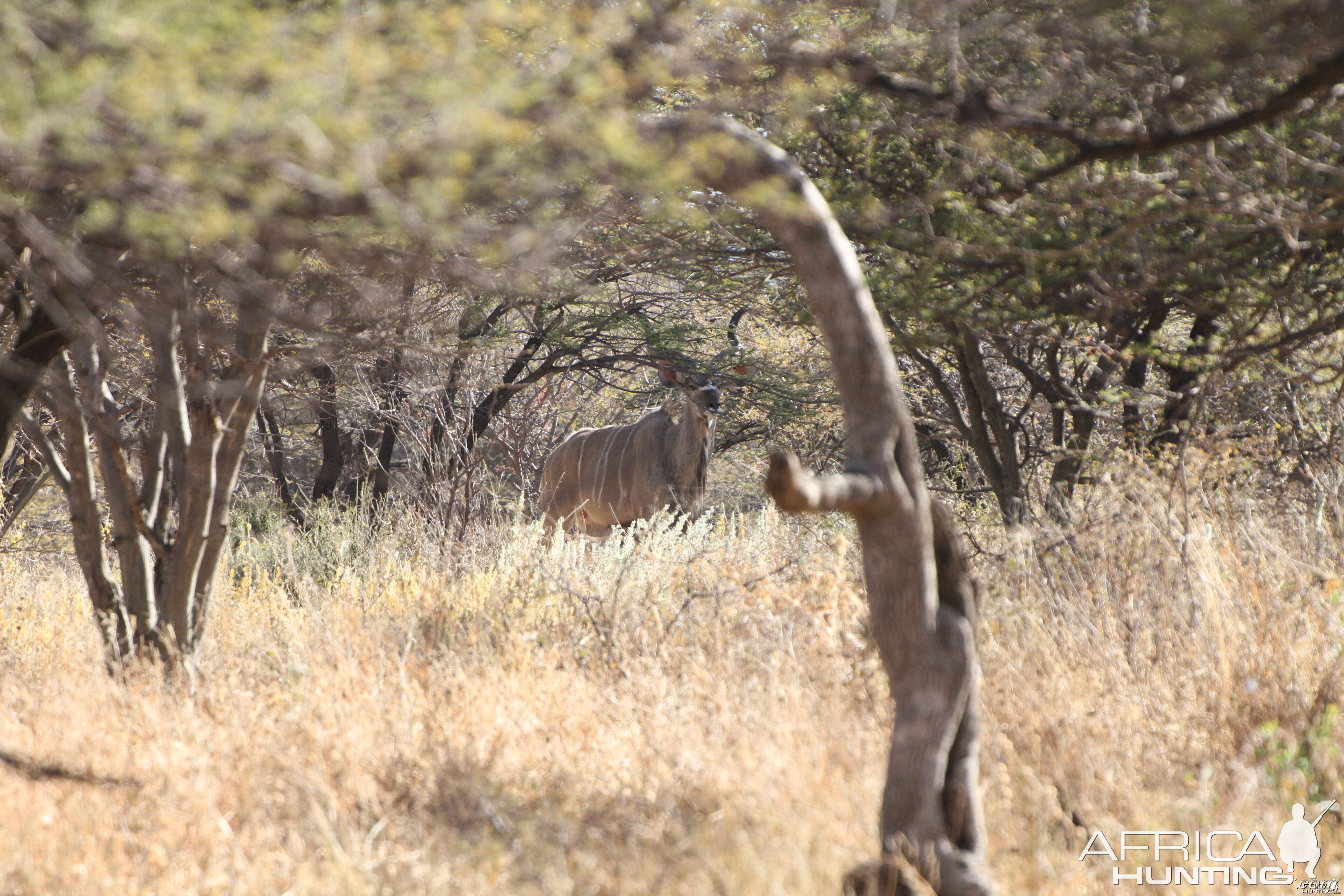 Kudu Namibia