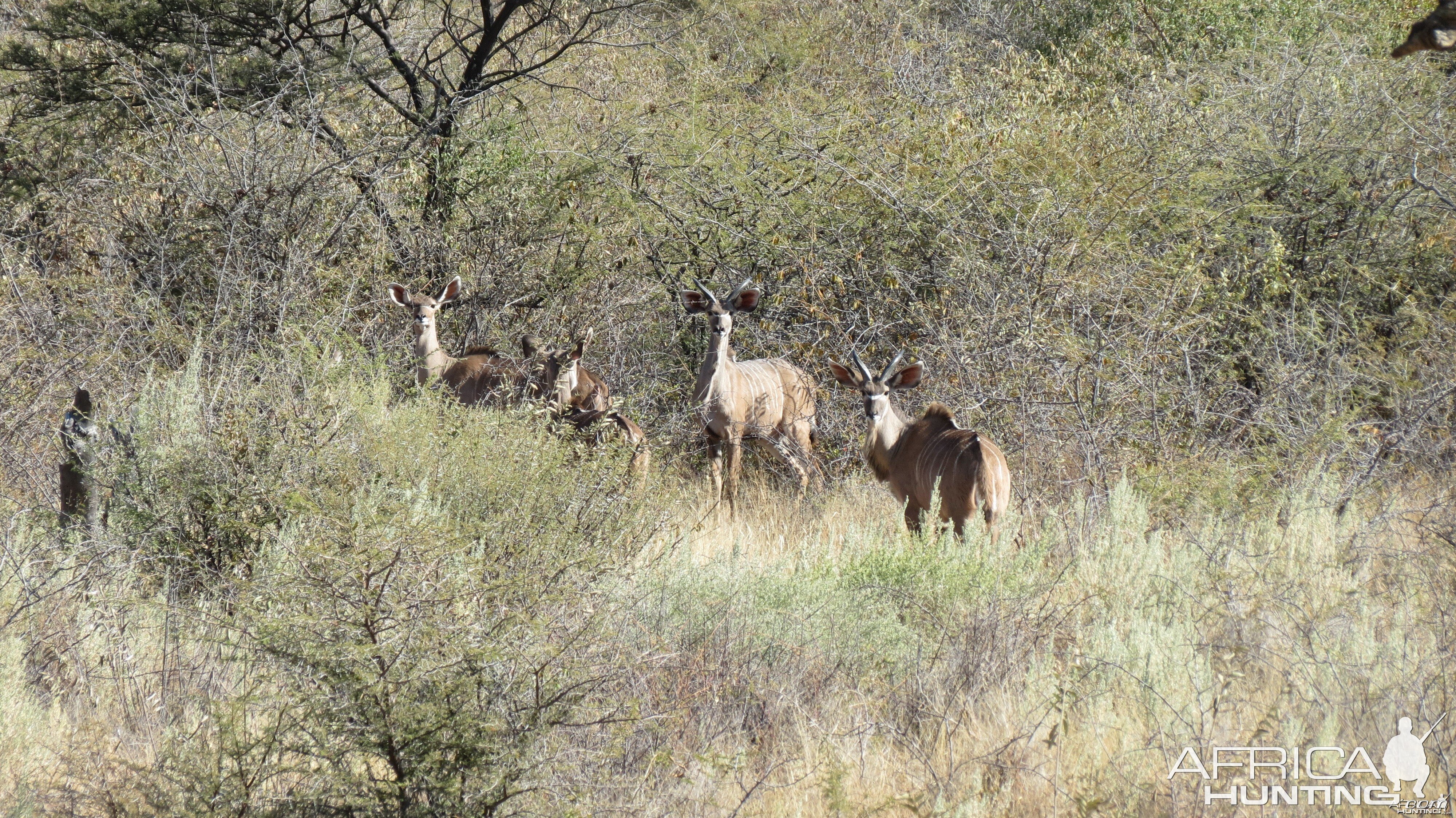 Kudu Namibia