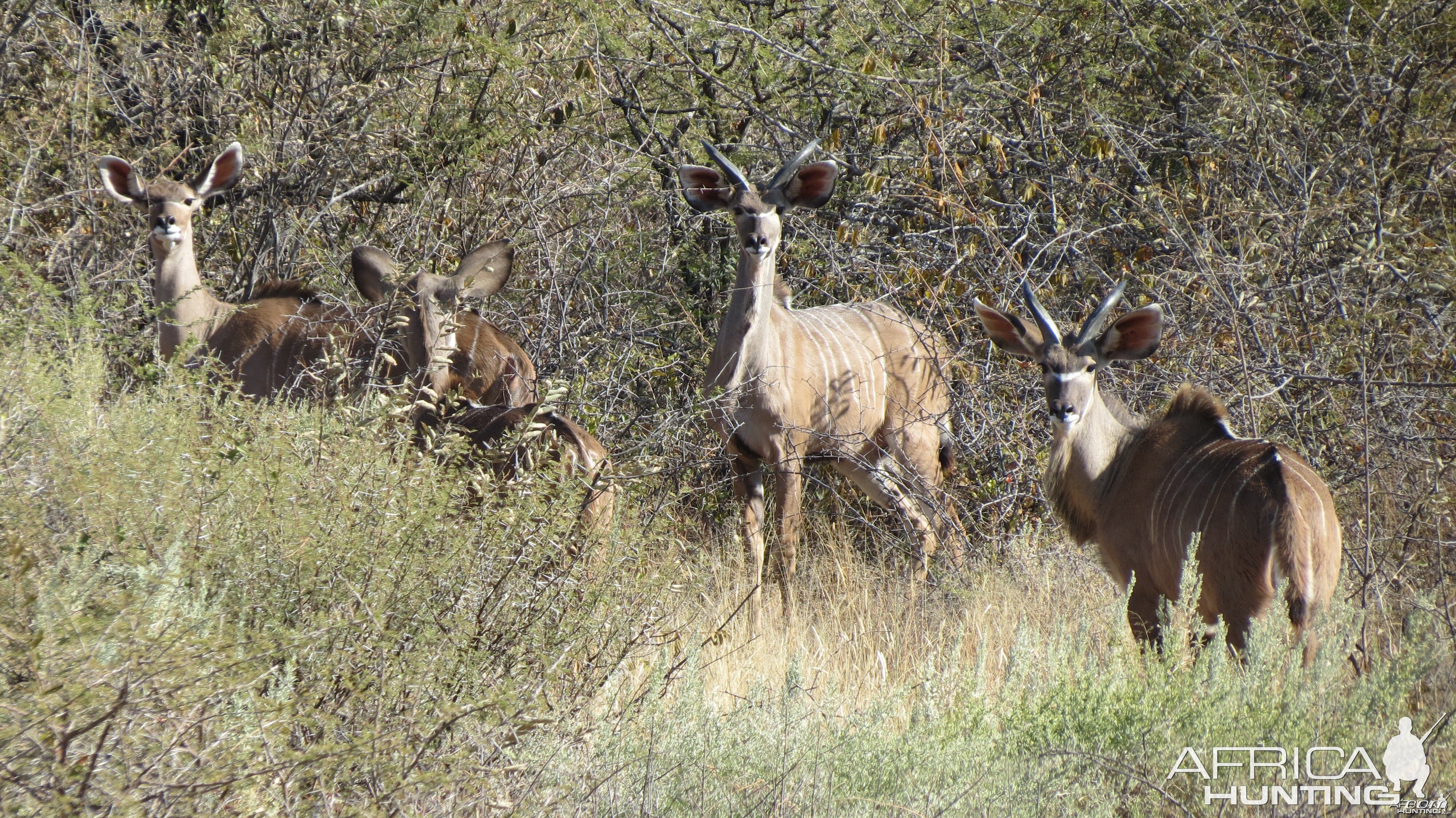 Kudu Namibia