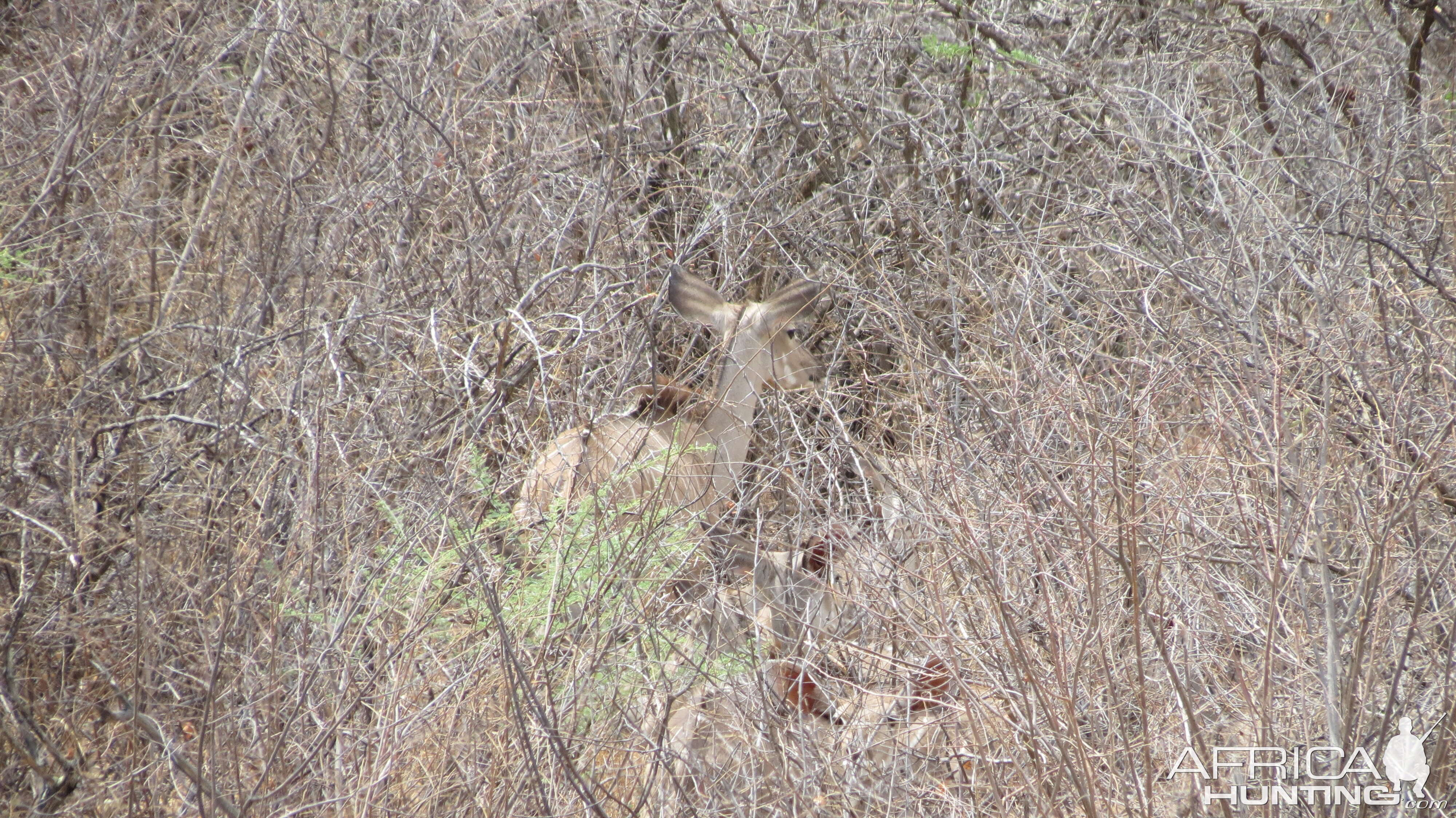 Kudu Namibia