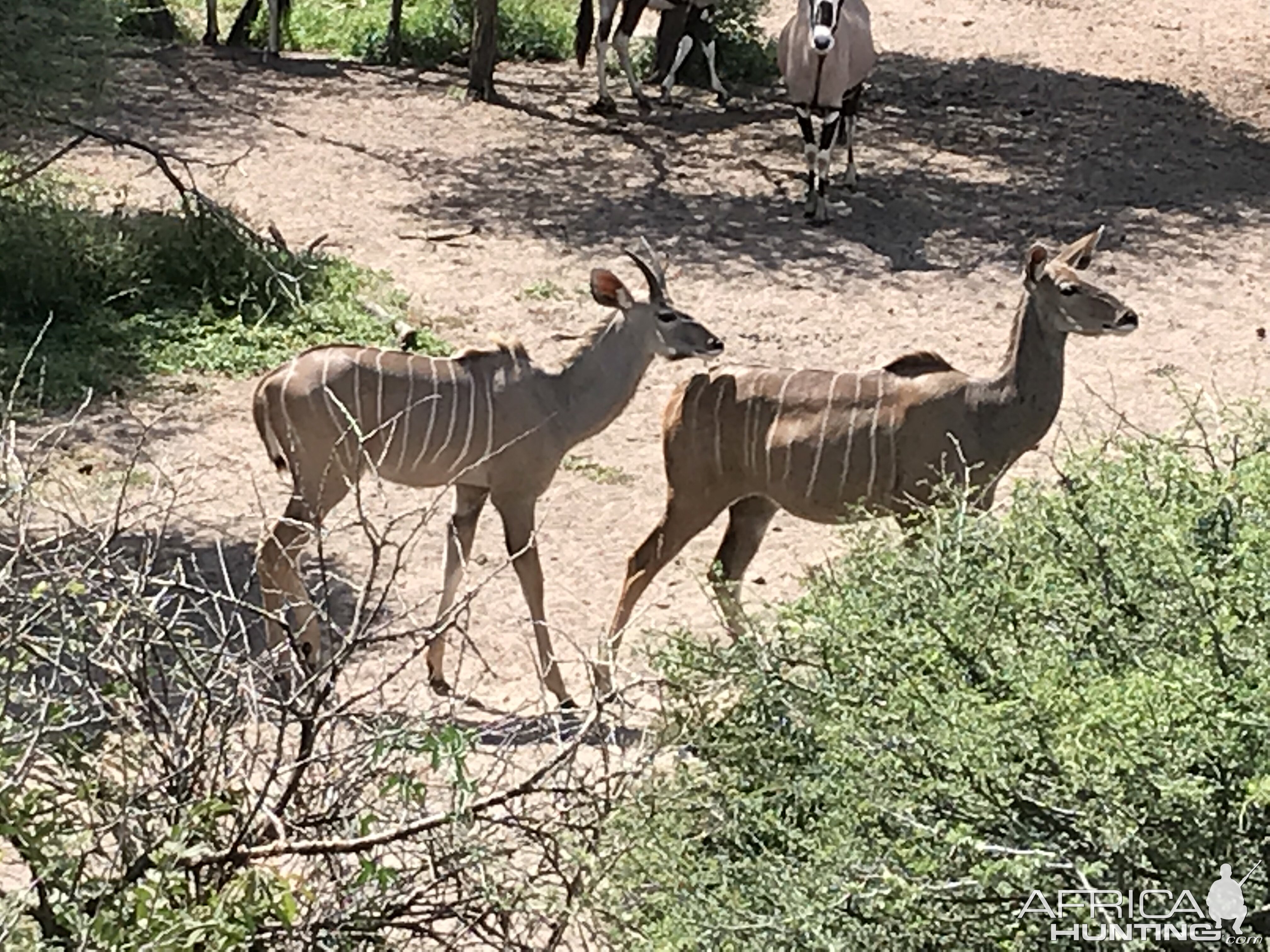 Kudu Namibia