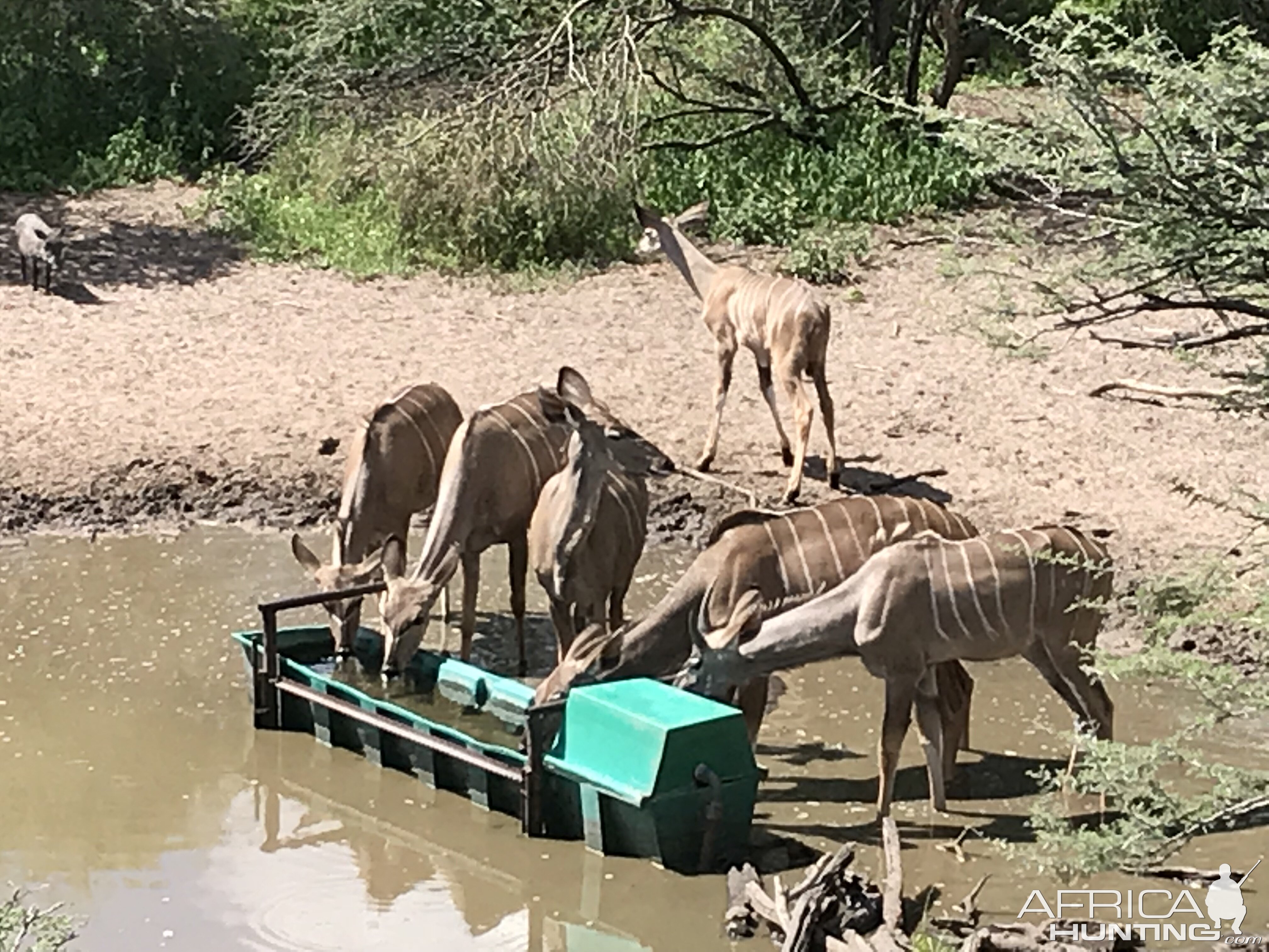 Kudu Namibia