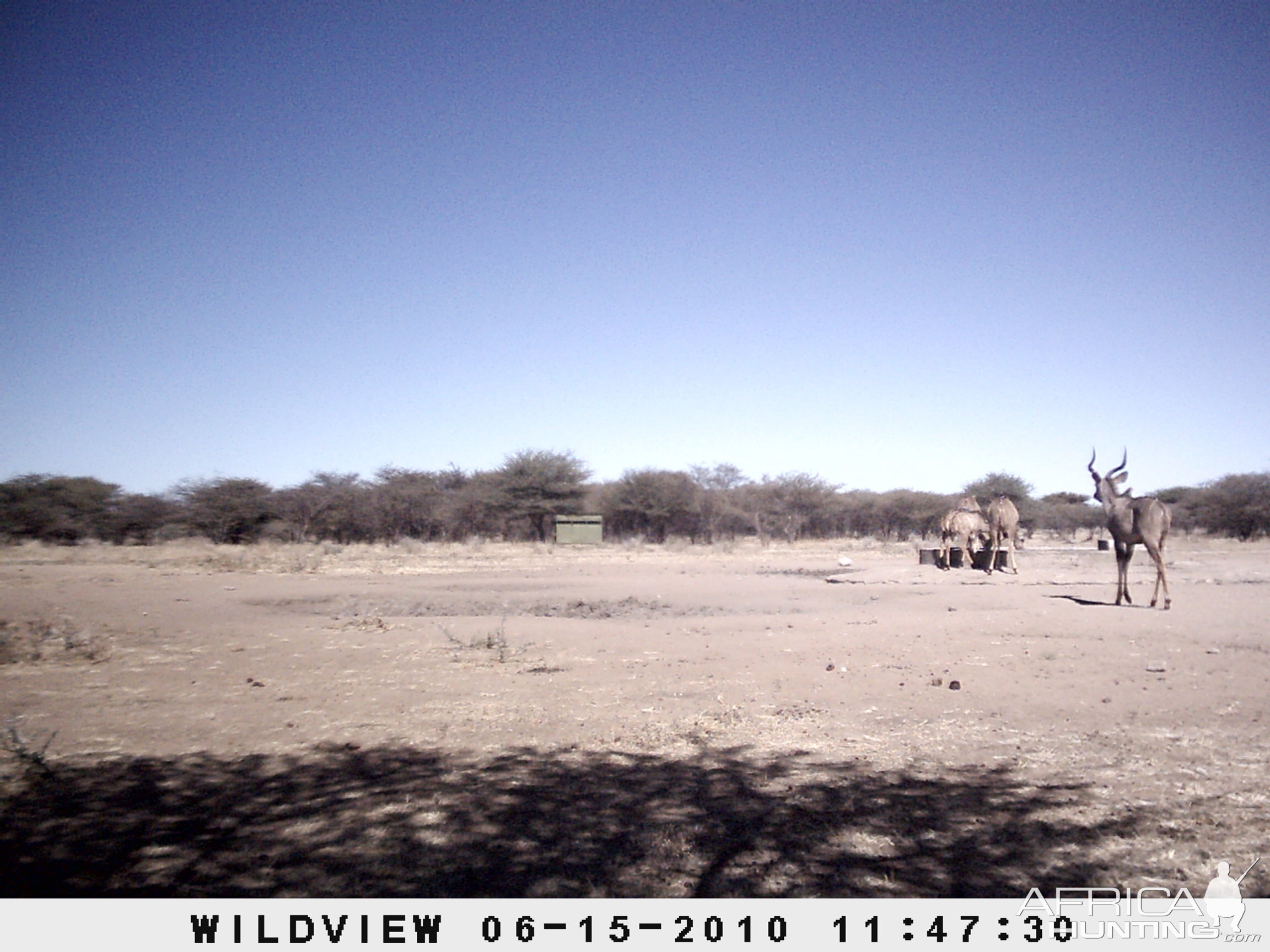 Kudu, Namibia