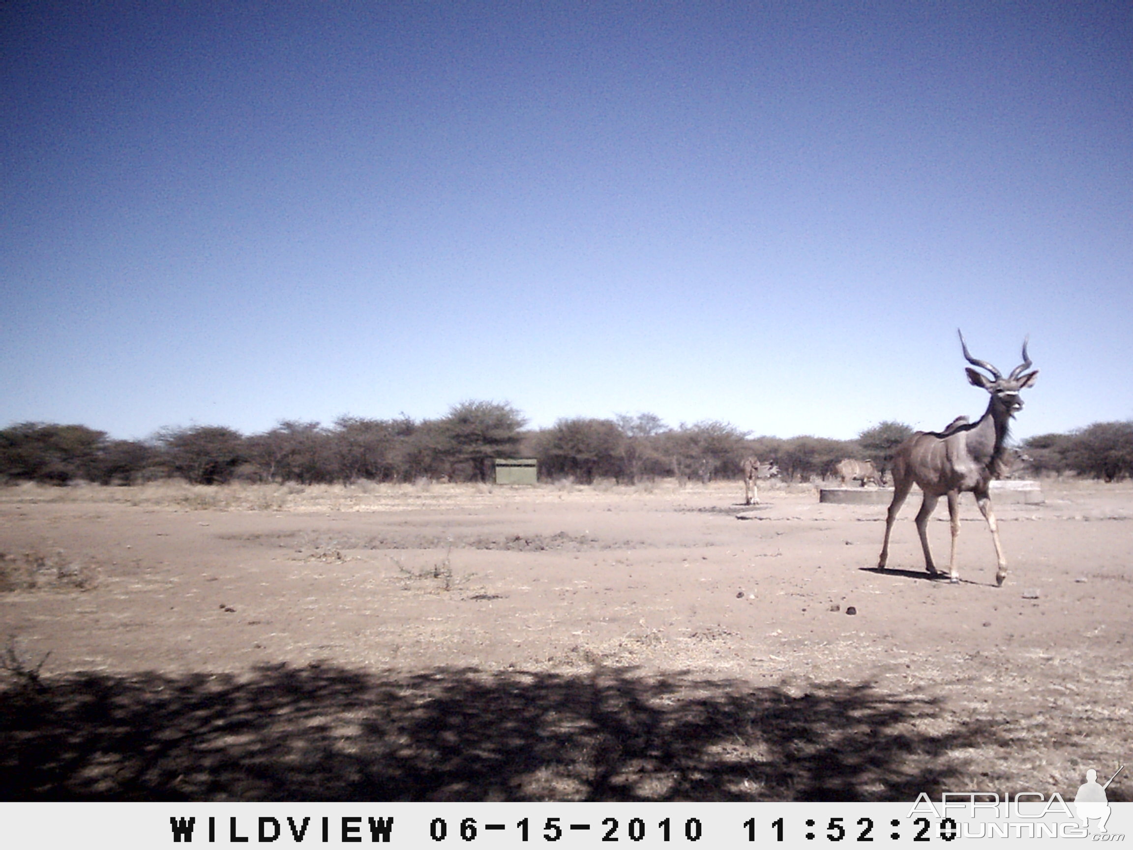 Kudu, Namibia