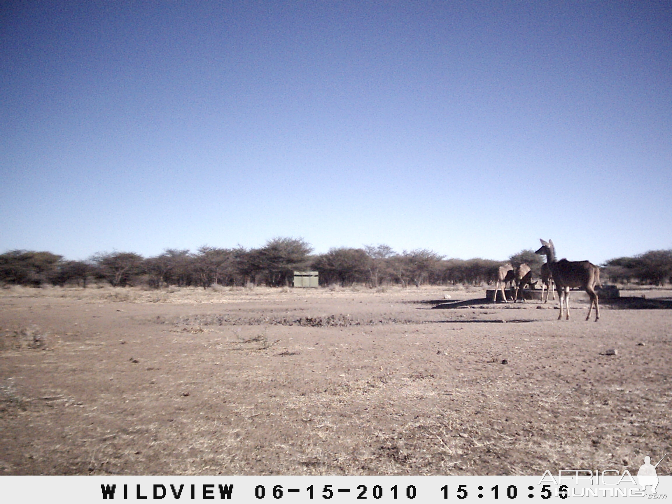 Kudu, Namibia