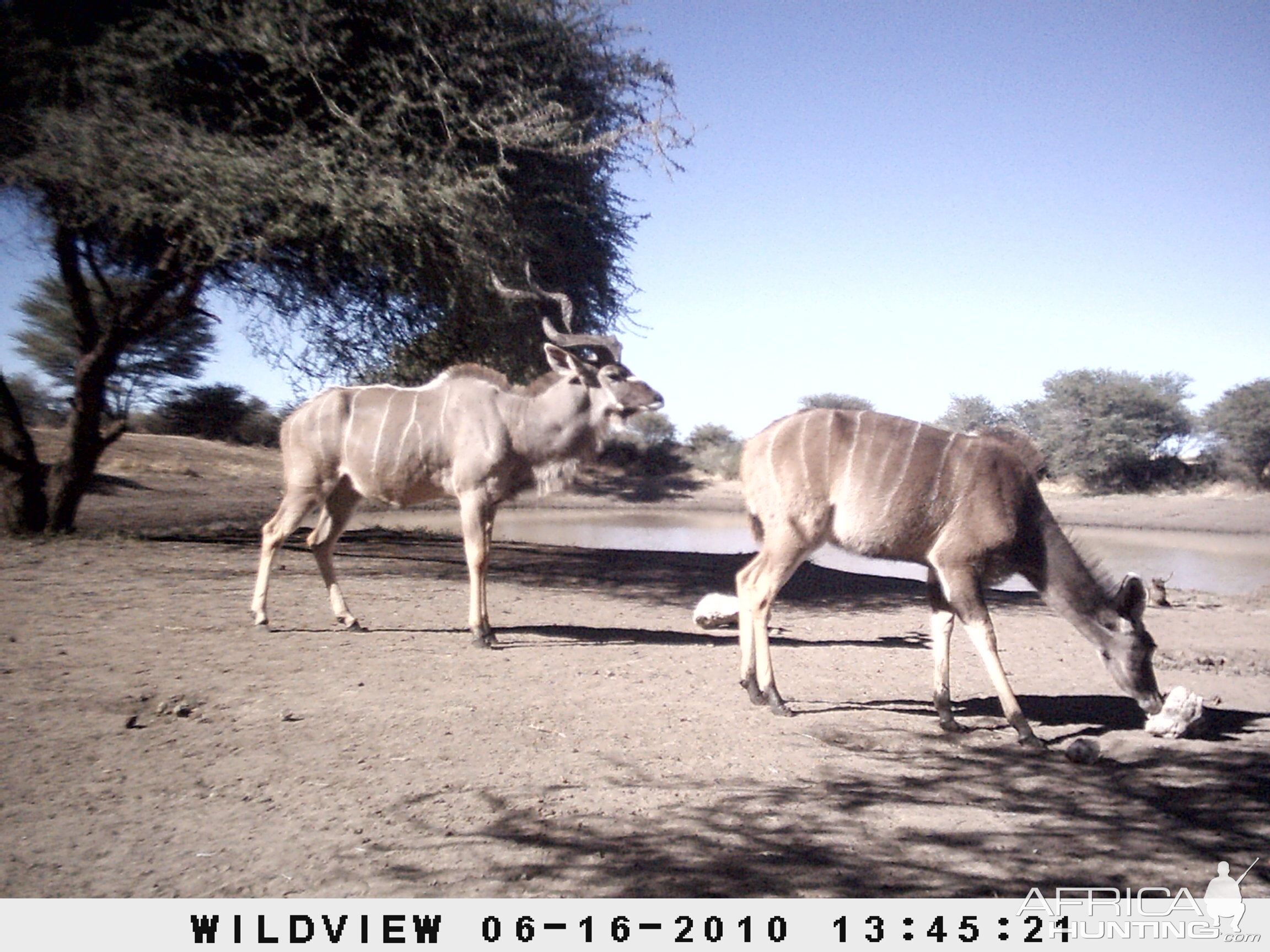 Kudu, Namibia