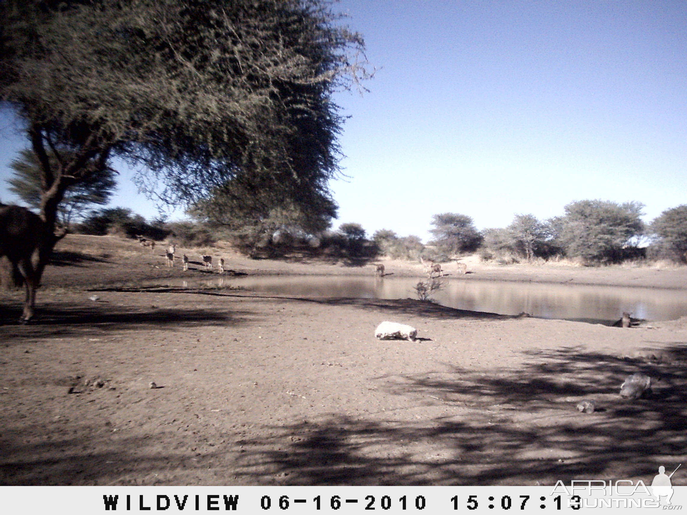 Kudu, Namibia