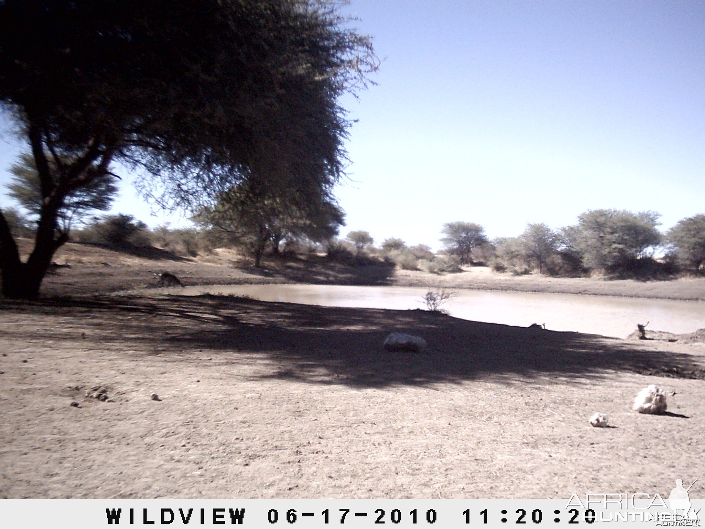 Kudu, Namibia