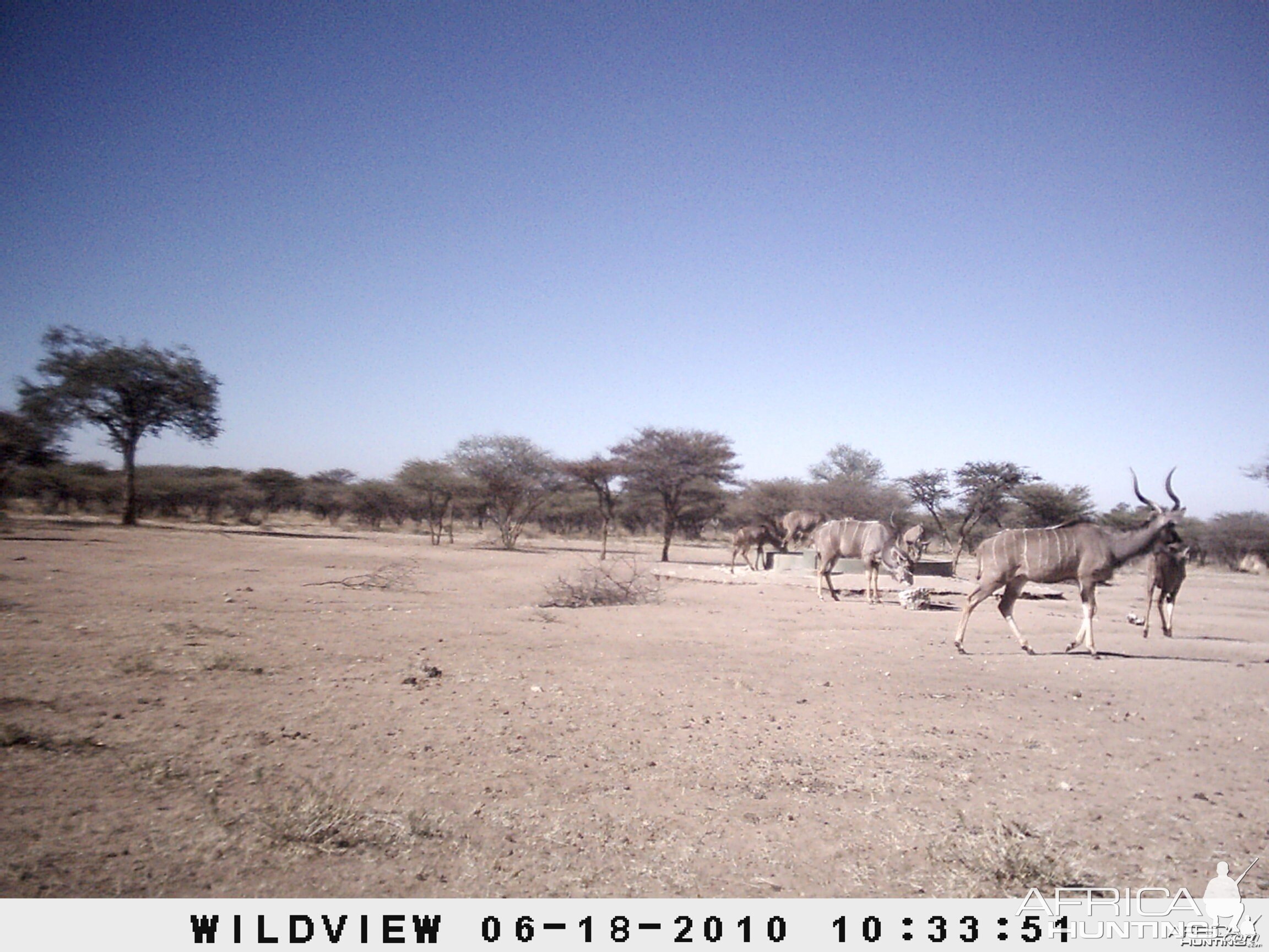 Kudu, Namibia